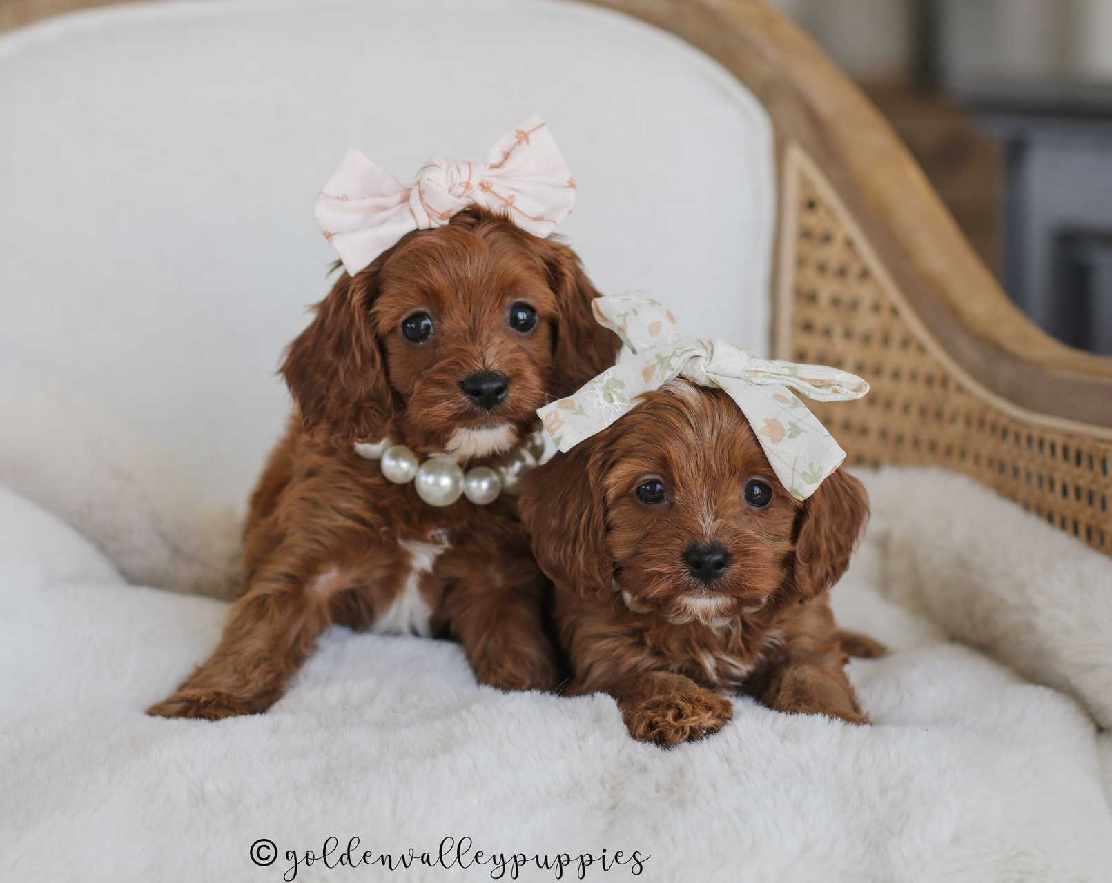 Golden Valley Cavapoo Puppy, cavapoo breeder