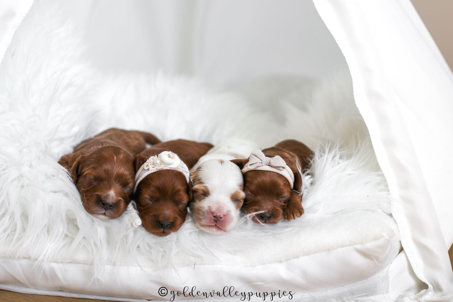 Cavapoo Puppies for sale, Cavapoo breeder, Cavapoo Puppy, Toy Cavapoo Puppies, Mini Cavapoo Puppies