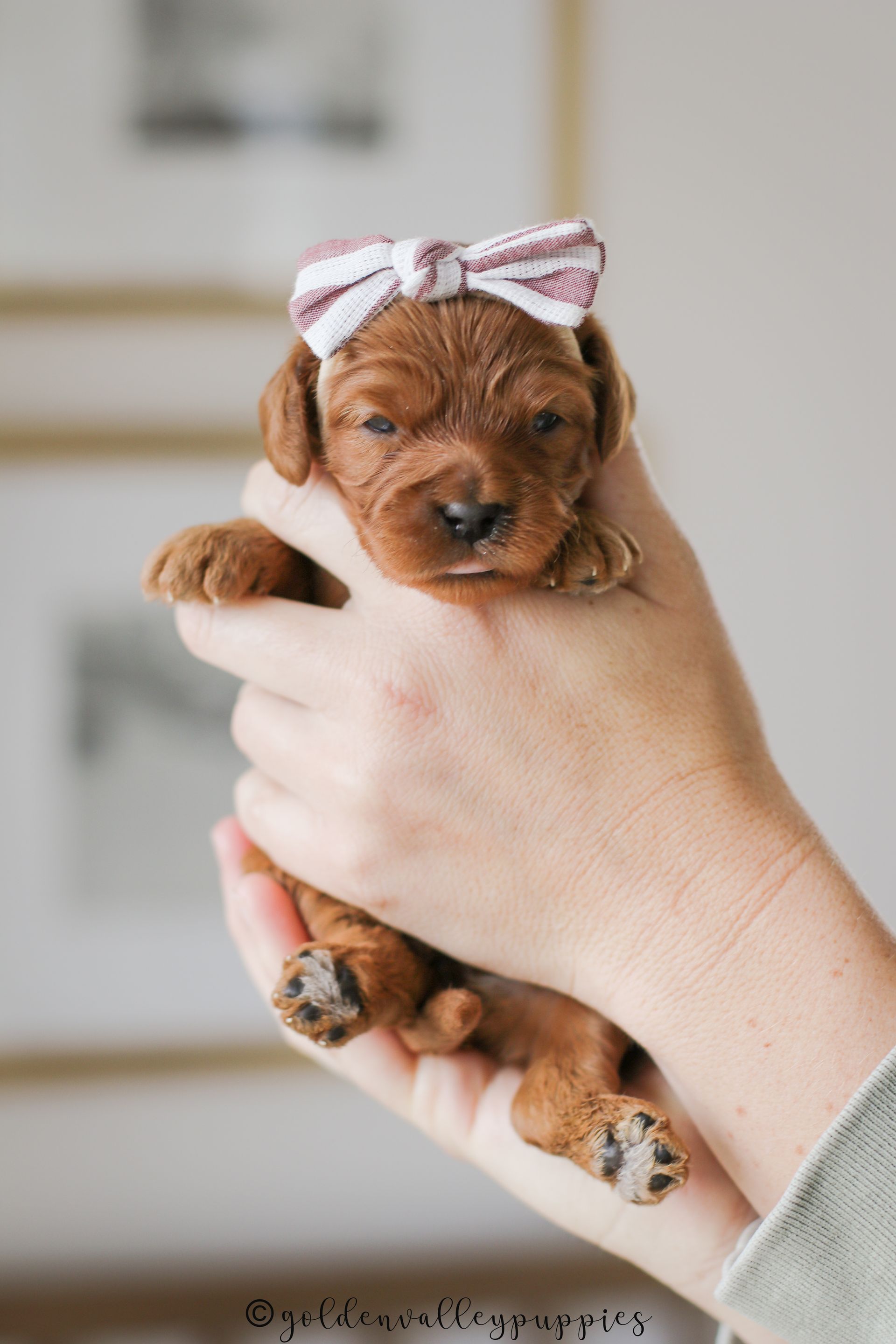 Cavapoo Puppies for sale, Cavapoo breeder, Cavapoo Puppy, Toy Cavapoo Puppies, Mini Cavapoo Puppies