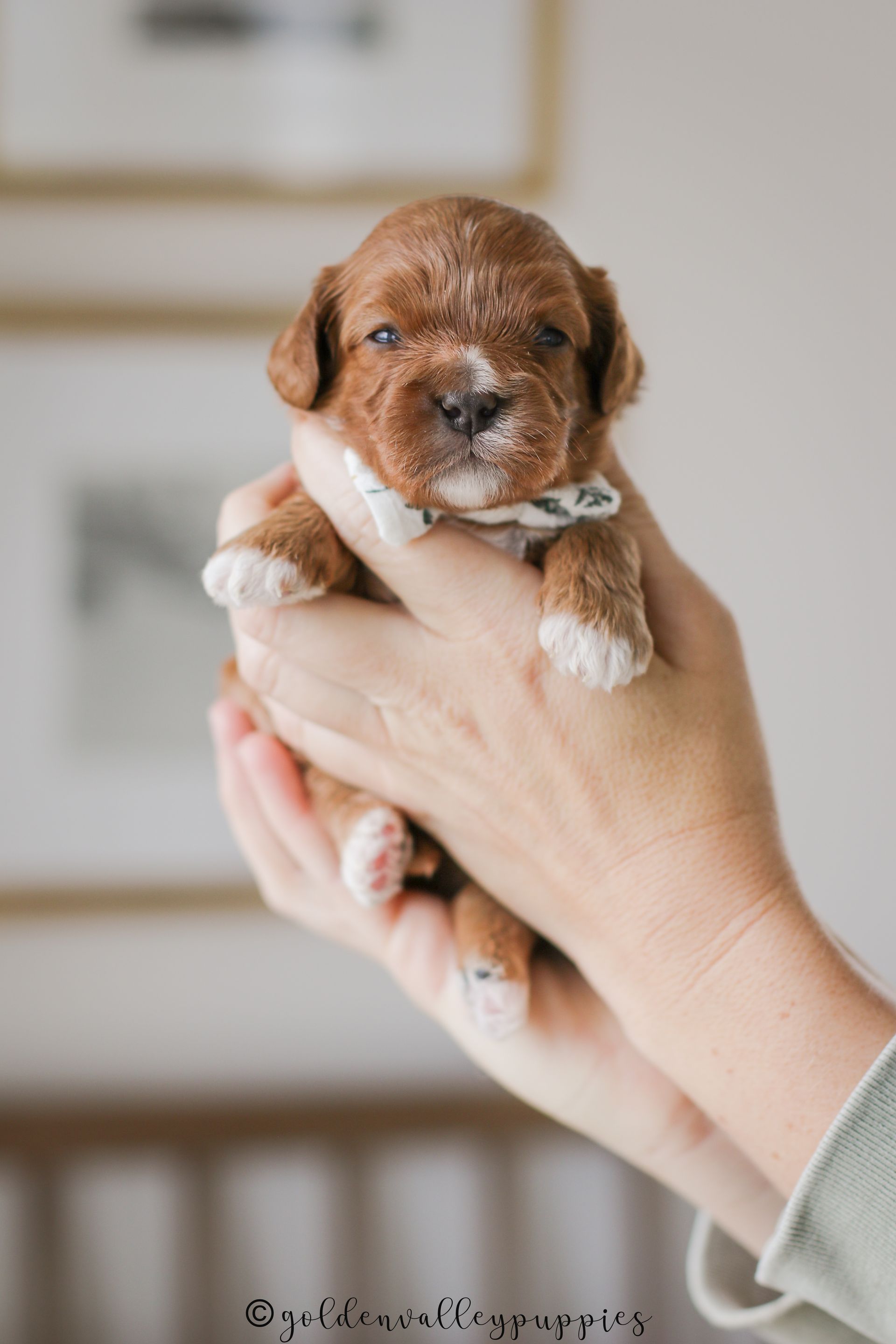 Cavapoo Puppies for sale, Cavapoo breeder, Cavapoo Puppy, Toy Cavapoo Puppies, Mini Cavapoo Puppies