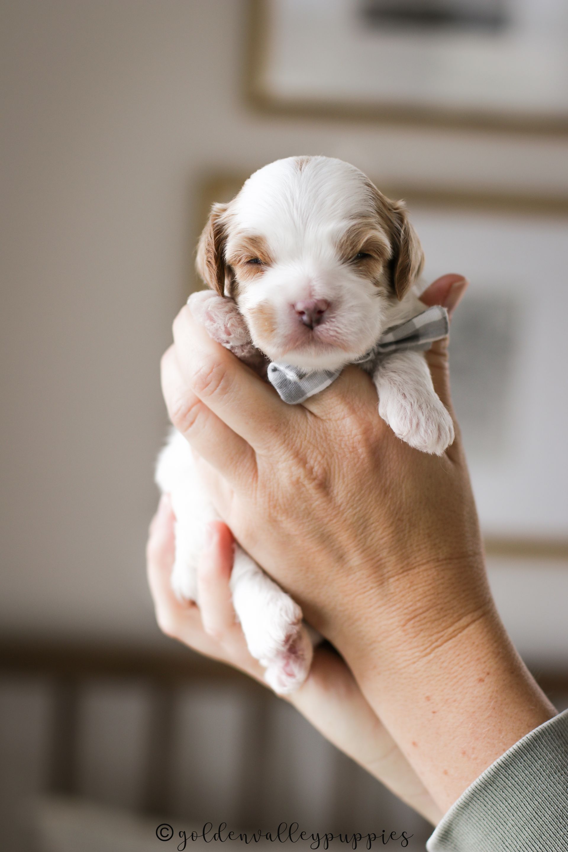 Cavapoo Puppies for sale, Cavapoo breeder, Cavapoo Puppy, Toy Cavapoo Puppies, Mini Cavapoo Puppies