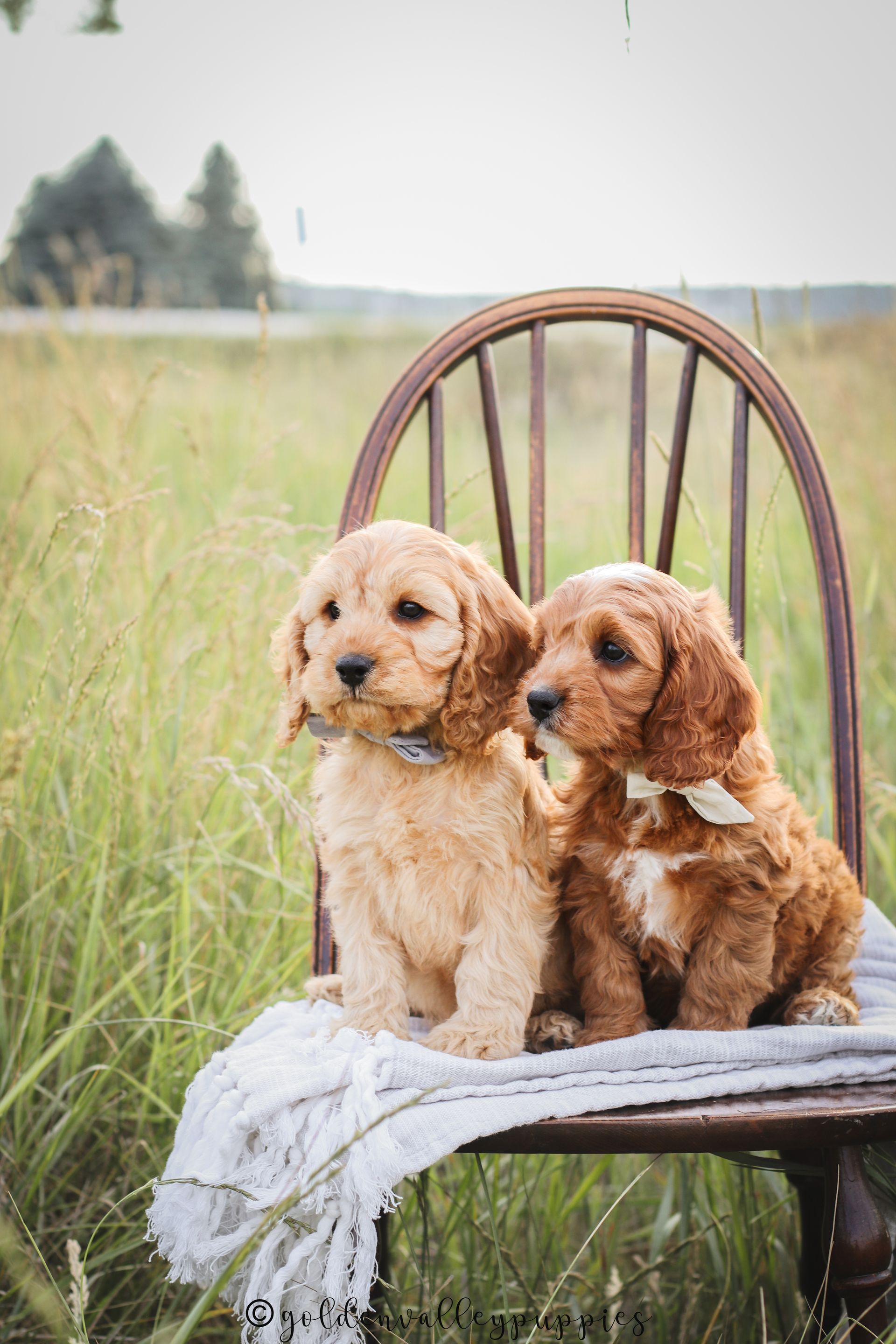 Cavapoo Puppies for sale, Cavapoo breeder, Cavapoo Puppy, Toy Cavapoo Puppies, Mini Cavapoo Puppies