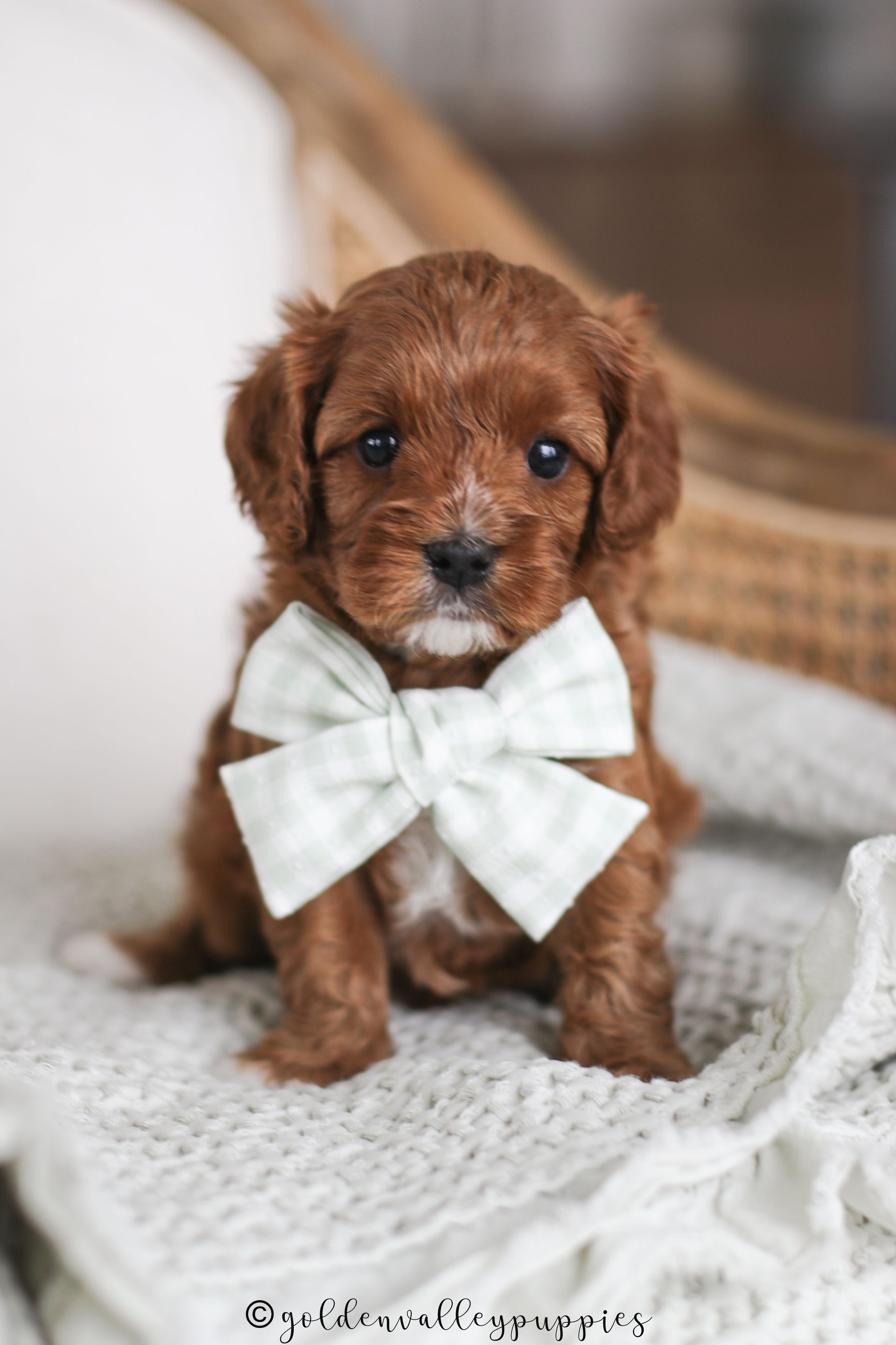 Cavapoo Puppies for sale, Cavapoo breeder, Cavapoo Puppy, Toy Cavapoo Puppies, Mini Cavapoo Puppies