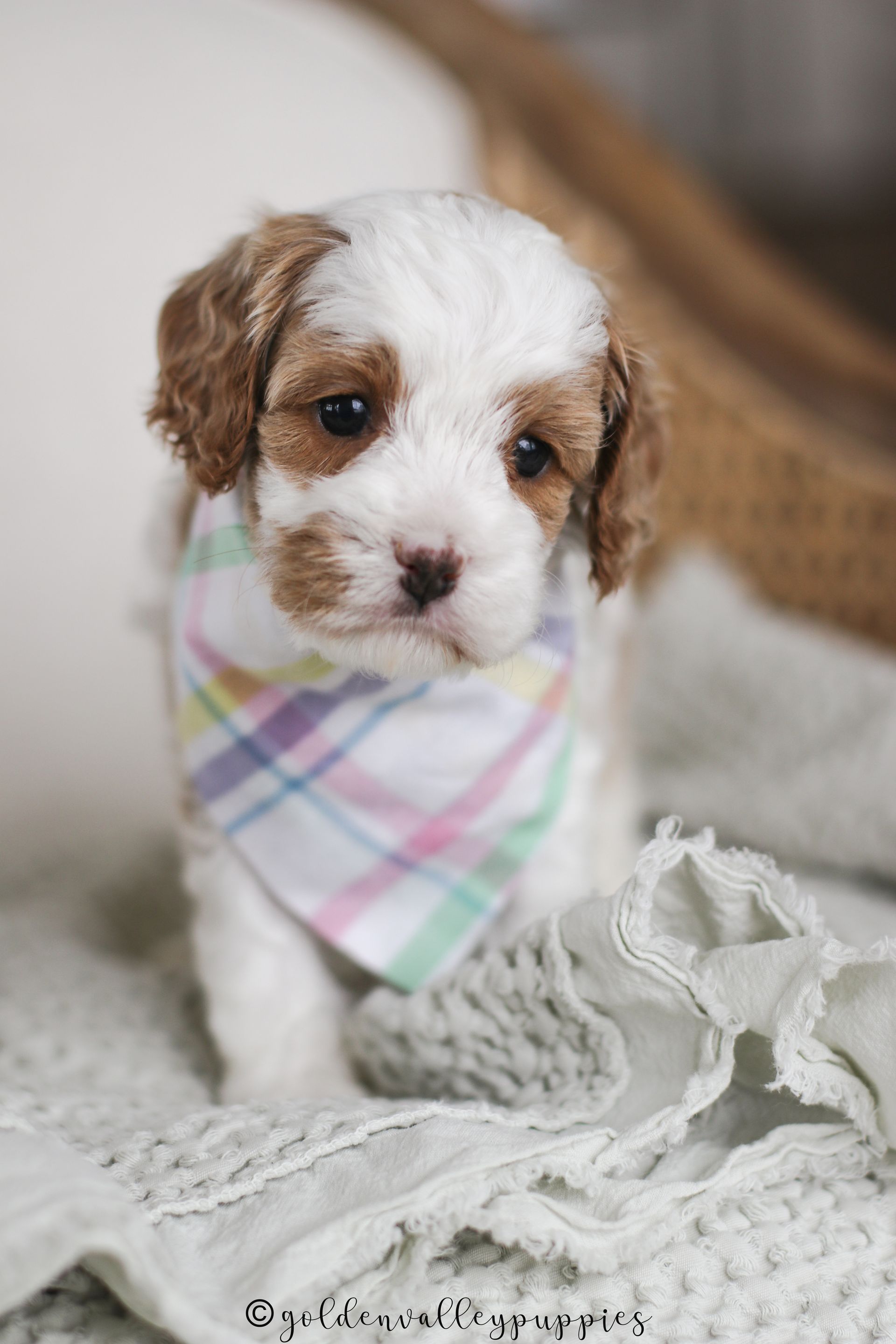 Cavapoo Puppies for sale, Cavapoo breeder, Cavapoo Puppy, Toy Cavapoo Puppies, Mini Cavapoo Puppies