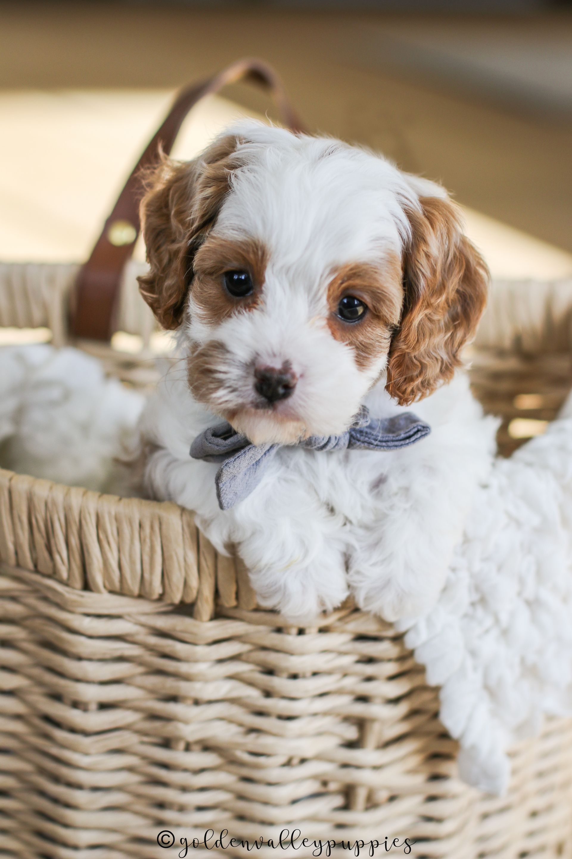 Cavapoo Puppies for sale, Cavapoo breeder, Cavapoo Puppy, Toy Cavapoo Puppies, Mini Cavapoo Puppies