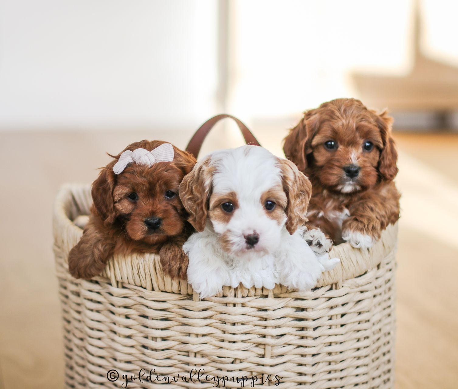 Cavapoo Litter, Cavapo puppy, Cavapoo Puppies near me