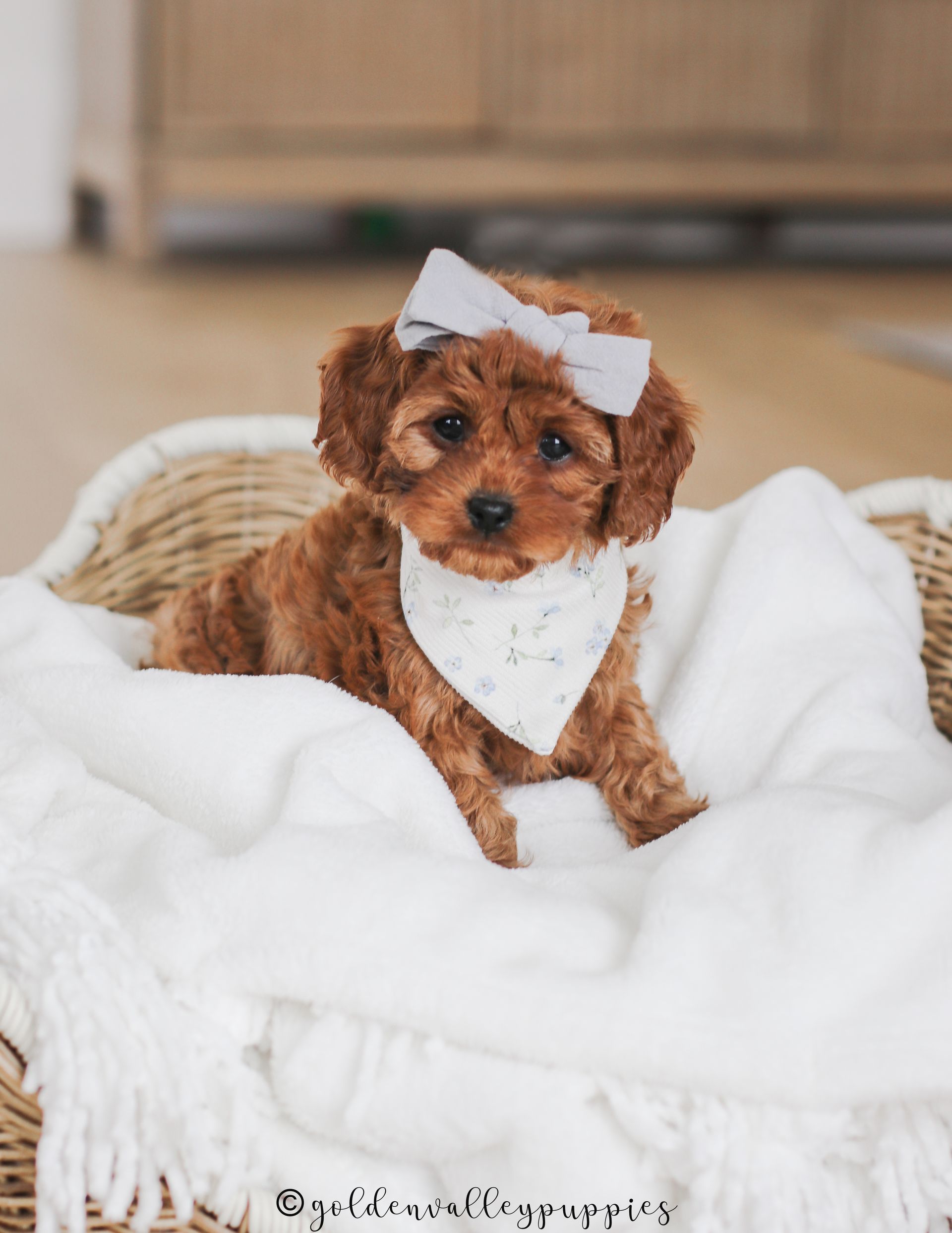 Cavapoo Puppies for sale, Cavapoo breeder, Cavapoo Puppy, Toy Cavapoo Puppies, Mini Cavapoo Puppies