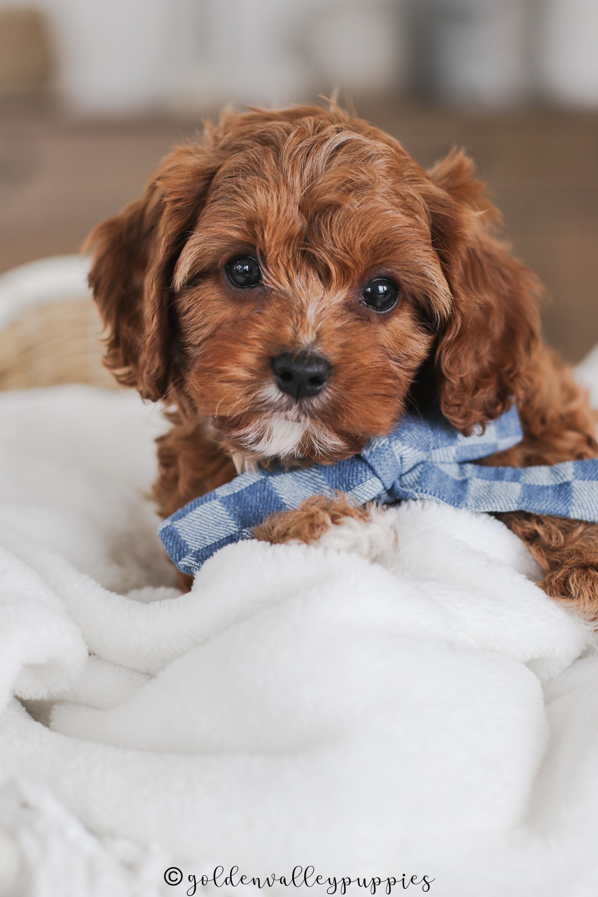 Cavapoo Puppies for sale, Cavapoo breeder, Cavapoo Puppy, Toy Cavapoo Puppies, Mini Cavapoo Puppies