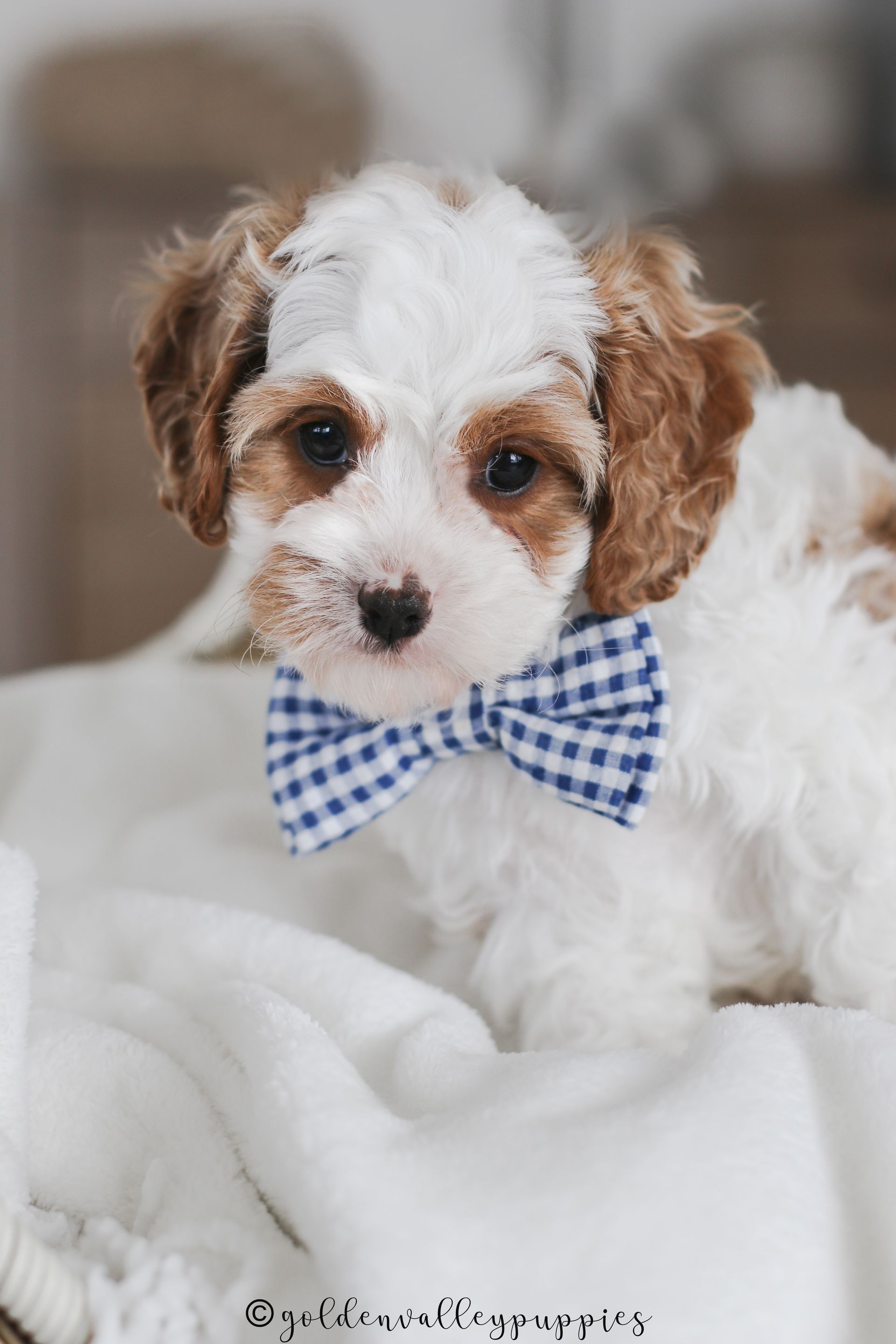 Cavapoo Puppies for sale, Cavapoo breeder, Cavapoo Puppy, Toy Cavapoo Puppies, Mini Cavapoo Puppies