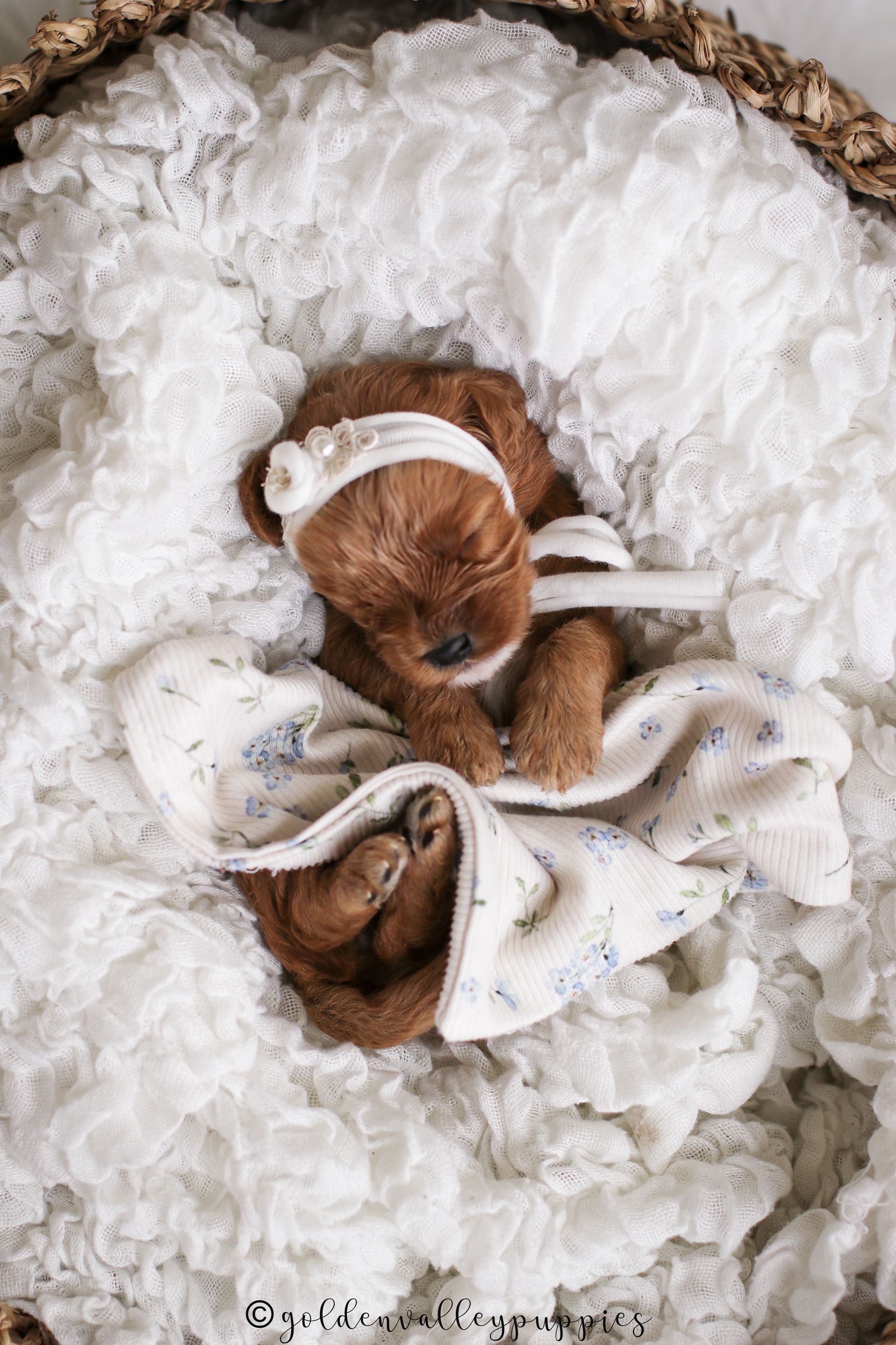 Cavapoo Puppies for sale, Cavapoo breeder, Cavapoo Puppy, Toy Cavapoo Puppies, Mini Cavapoo Puppies