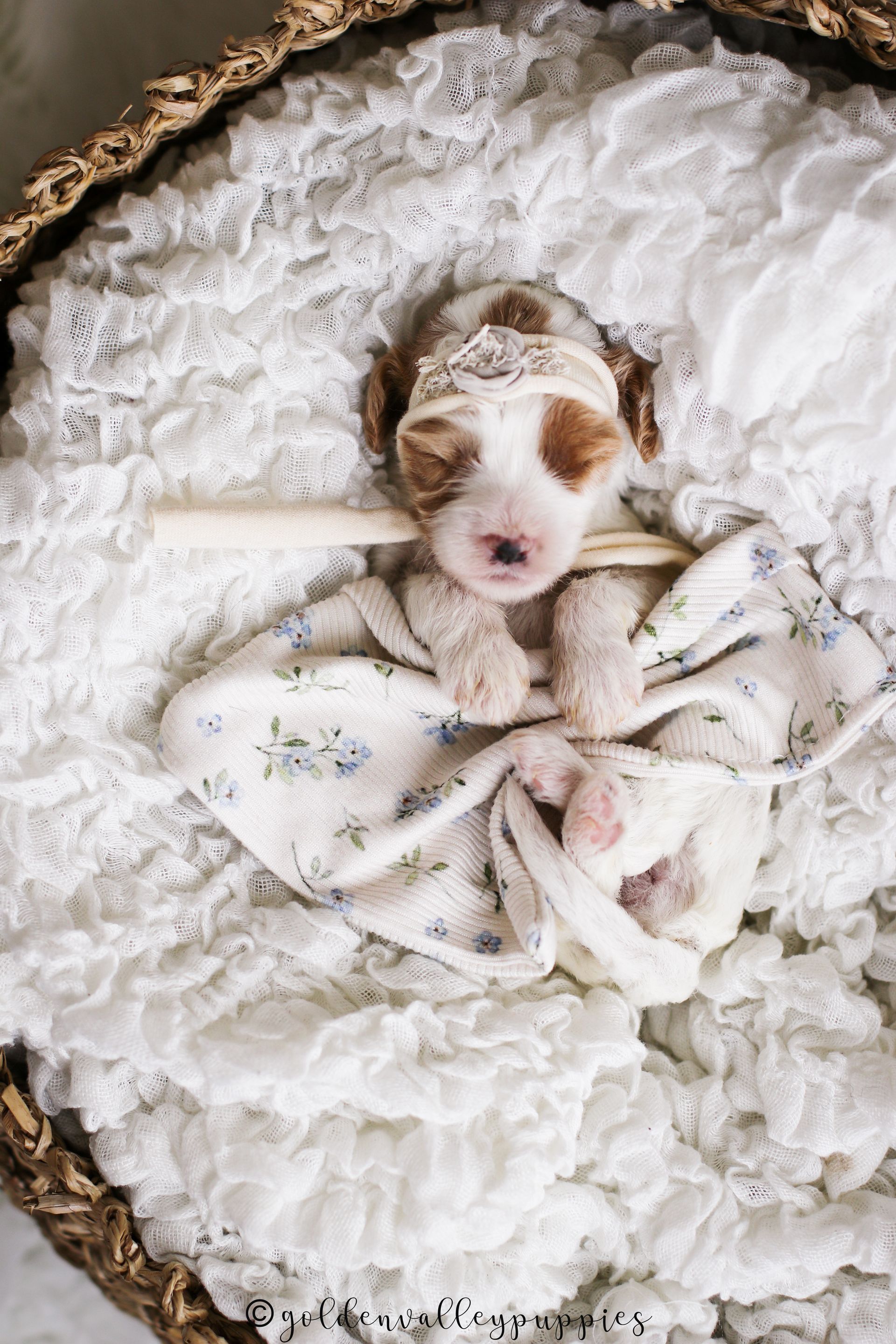 Cavapoo Puppies for sale, Cavapoo breeder, Cavapoo Puppy, Toy Cavapoo Puppies, Mini Cavapoo Puppies