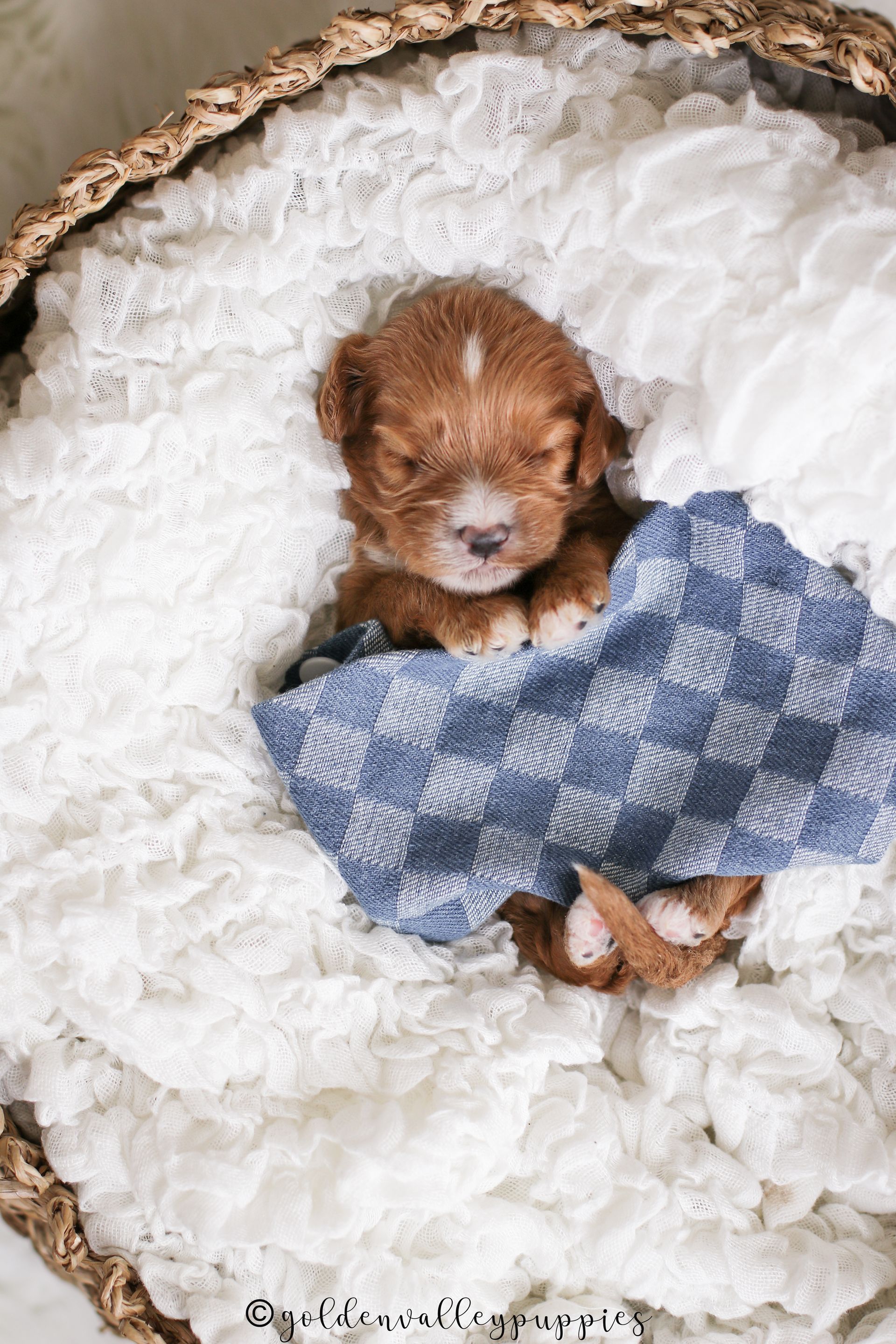 Cavapoo Puppies for sale, Cavapoo breeder, Cavapoo Puppy, Toy Cavapoo Puppies, Mini Cavapoo Puppies