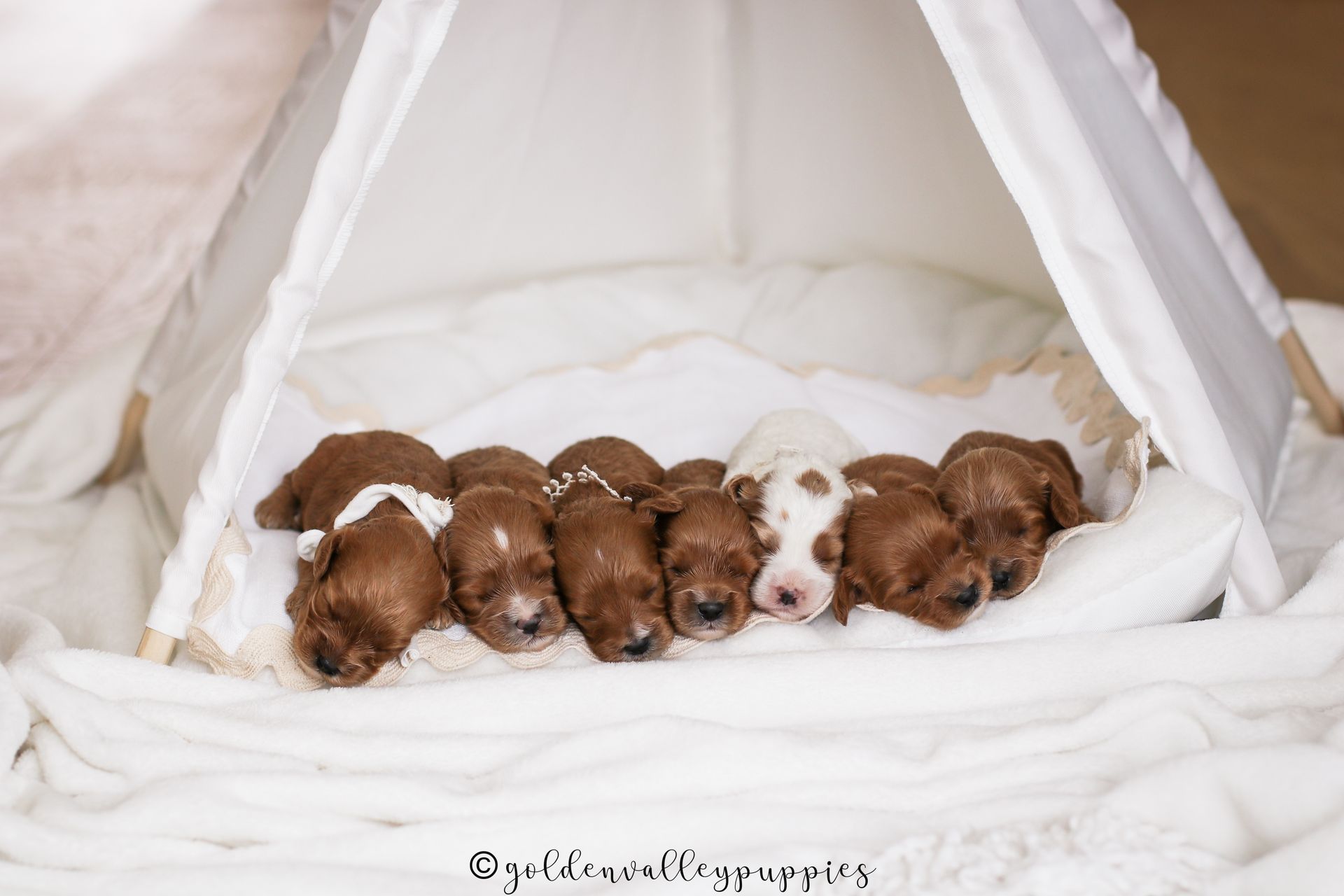 Cavapoo Puppies for sale, Cavapoo breeder, Cavapoo Puppy, Toy Cavapoo Puppies, Mini Cavapoo Puppies