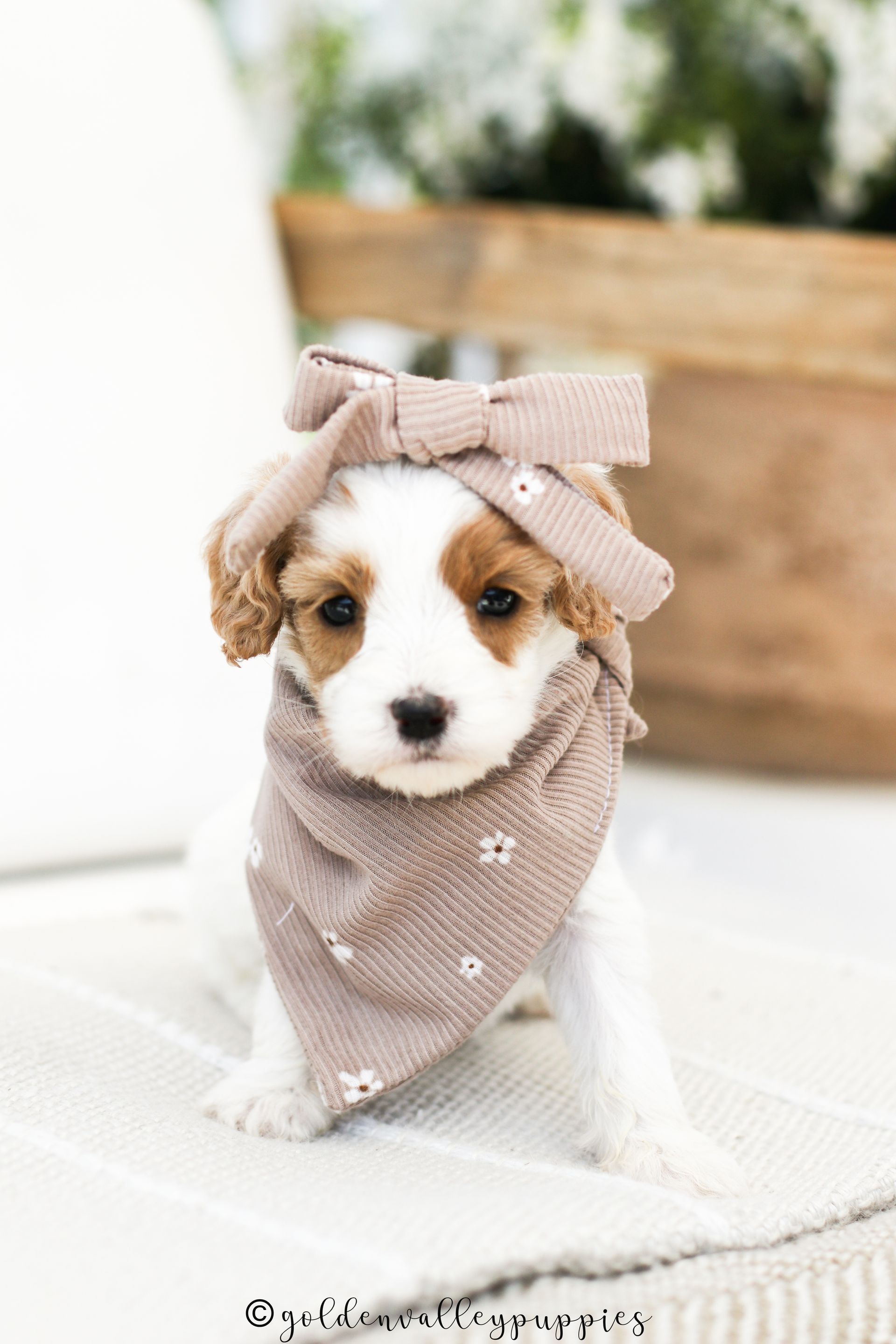 Cavapoo Puppies for sale, Cavapoo breeder, Cavapoo Puppy, Toy Cavapoo Puppies, Mini Cavapoo Puppies