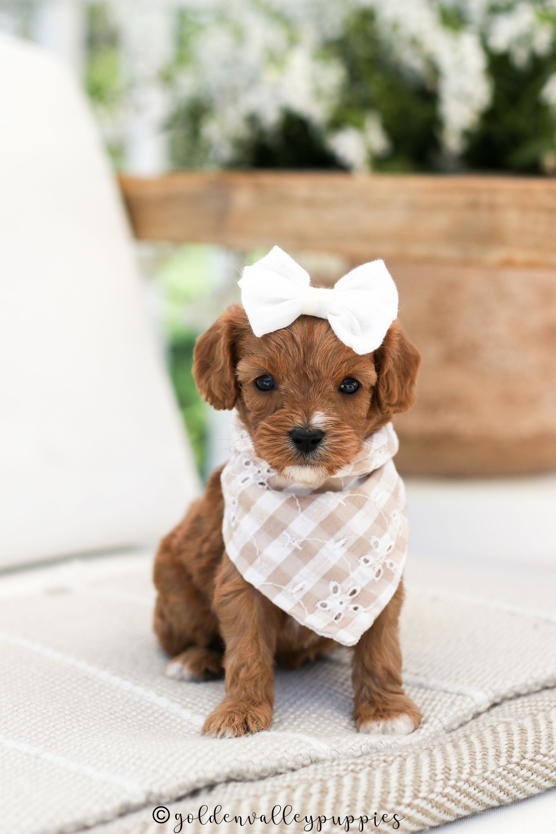 Cavapoo Puppies for sale, Cavapoo breeder, Cavapoo Puppy, Toy Cavapoo Puppies, Mini Cavapoo Puppies