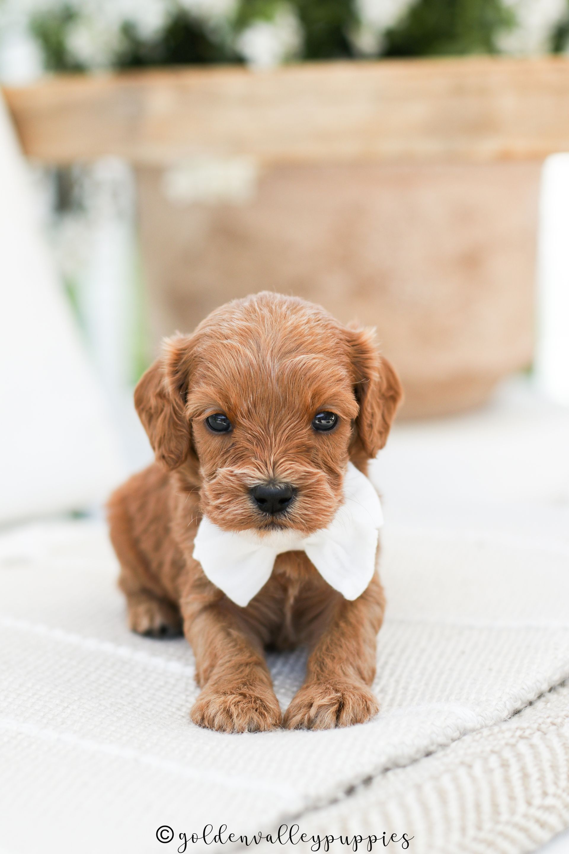 Cavapoo Puppies for sale, Cavapoo breeder, Cavapoo Puppy, Toy Cavapoo Puppies, Mini Cavapoo Puppies