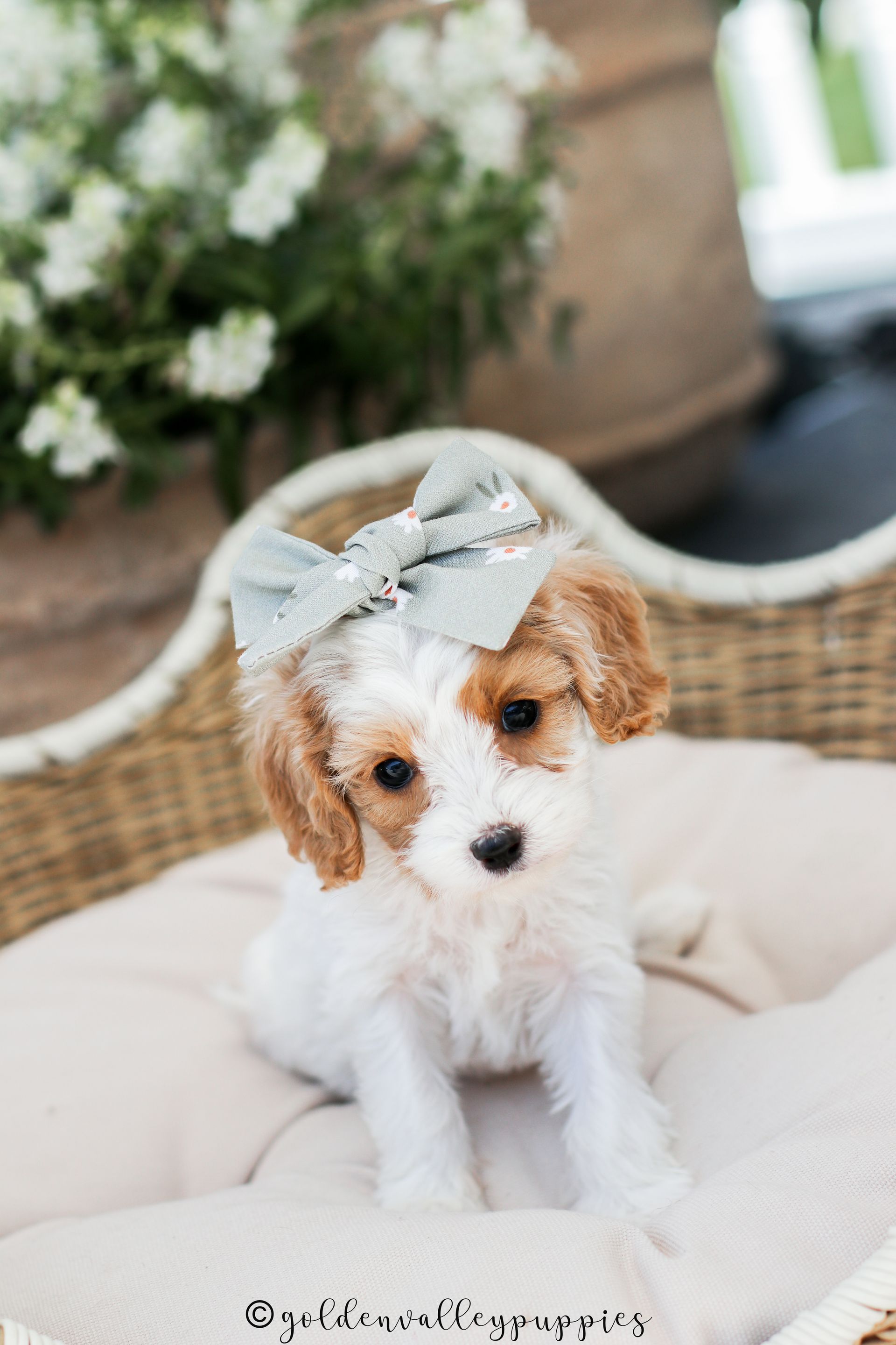 Cavapoo Puppies for sale, Cavapoo breeder, Cavapoo Puppy, Toy Cavapoo Puppies, Mini Cavapoo Puppies
