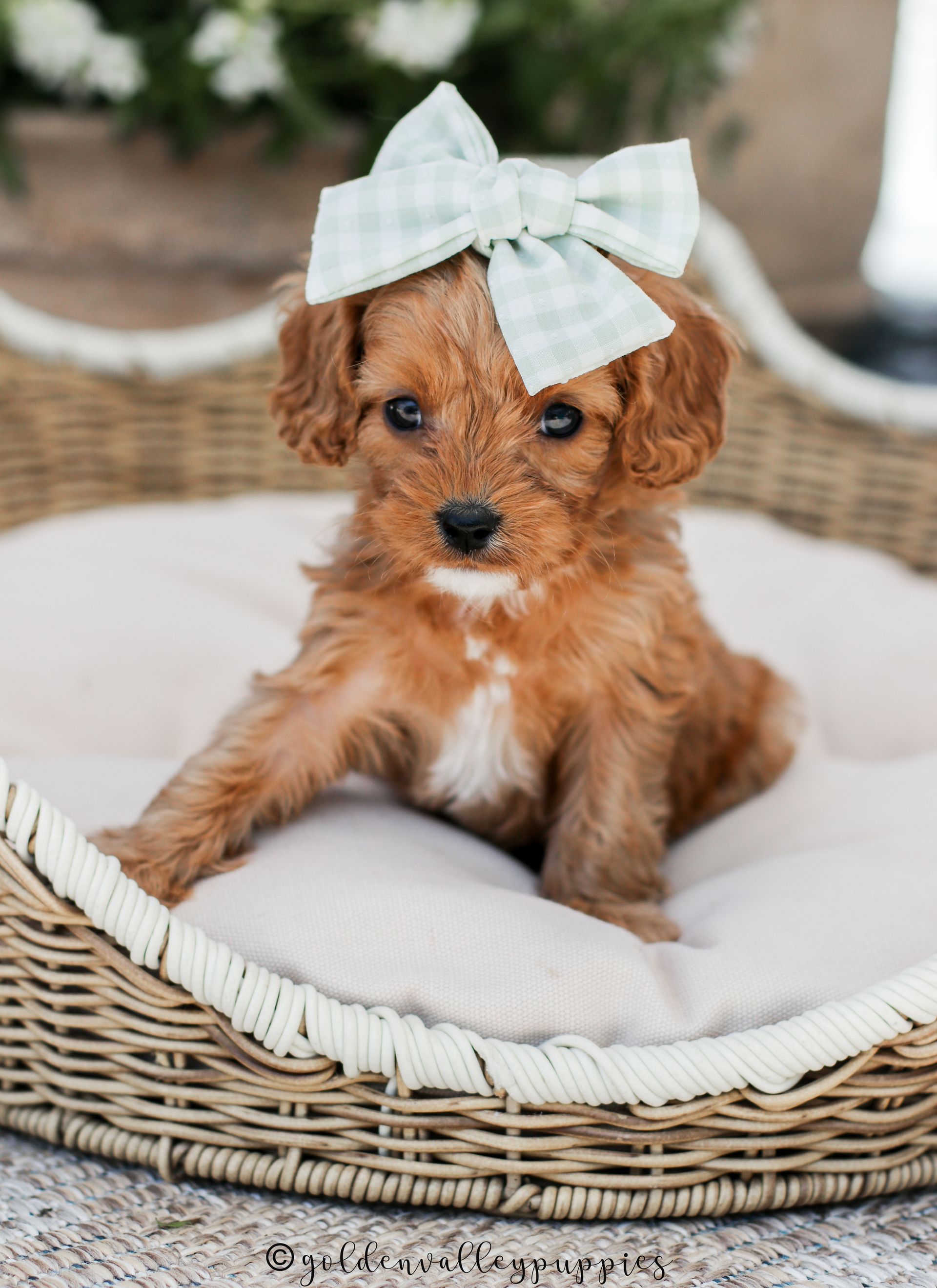 Cavapoo Puppies for sale, Cavapoo breeder, Cavapoo Puppy, Toy Cavapoo Puppies, Mini Cavapoo Puppies