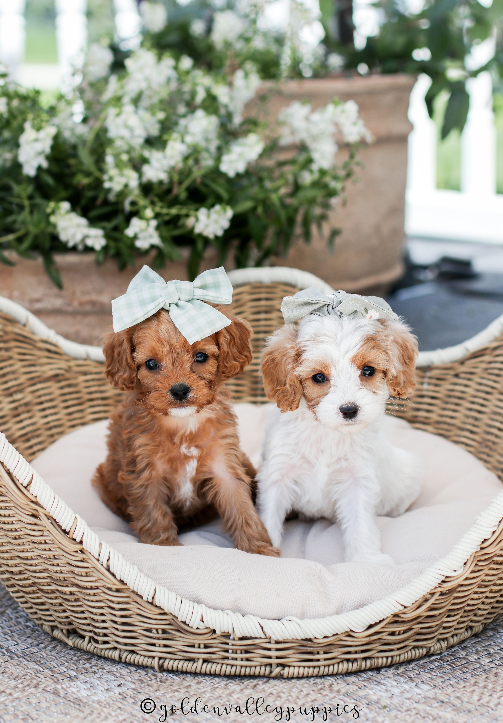 Cavapoo Puppies for sale, Cavapoo breeder, Cavapoo Puppy, Toy Cavapoo Puppies, Mini Cavapoo Puppies