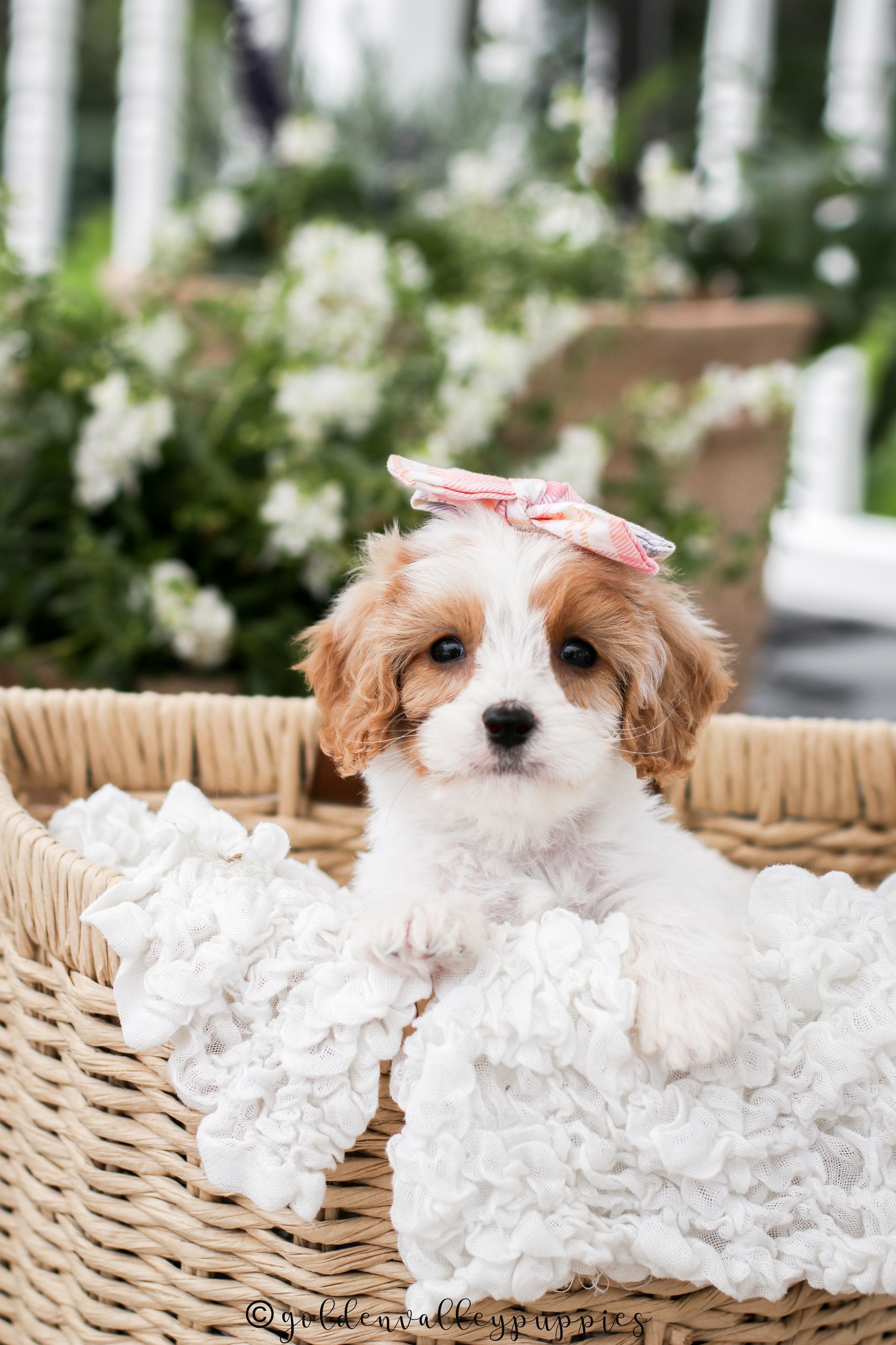 Cavapoo Puppies for sale, Cavapoo breeder, Cavapoo Puppy, Toy Cavapoo Puppies, Mini Cavapoo Puppies