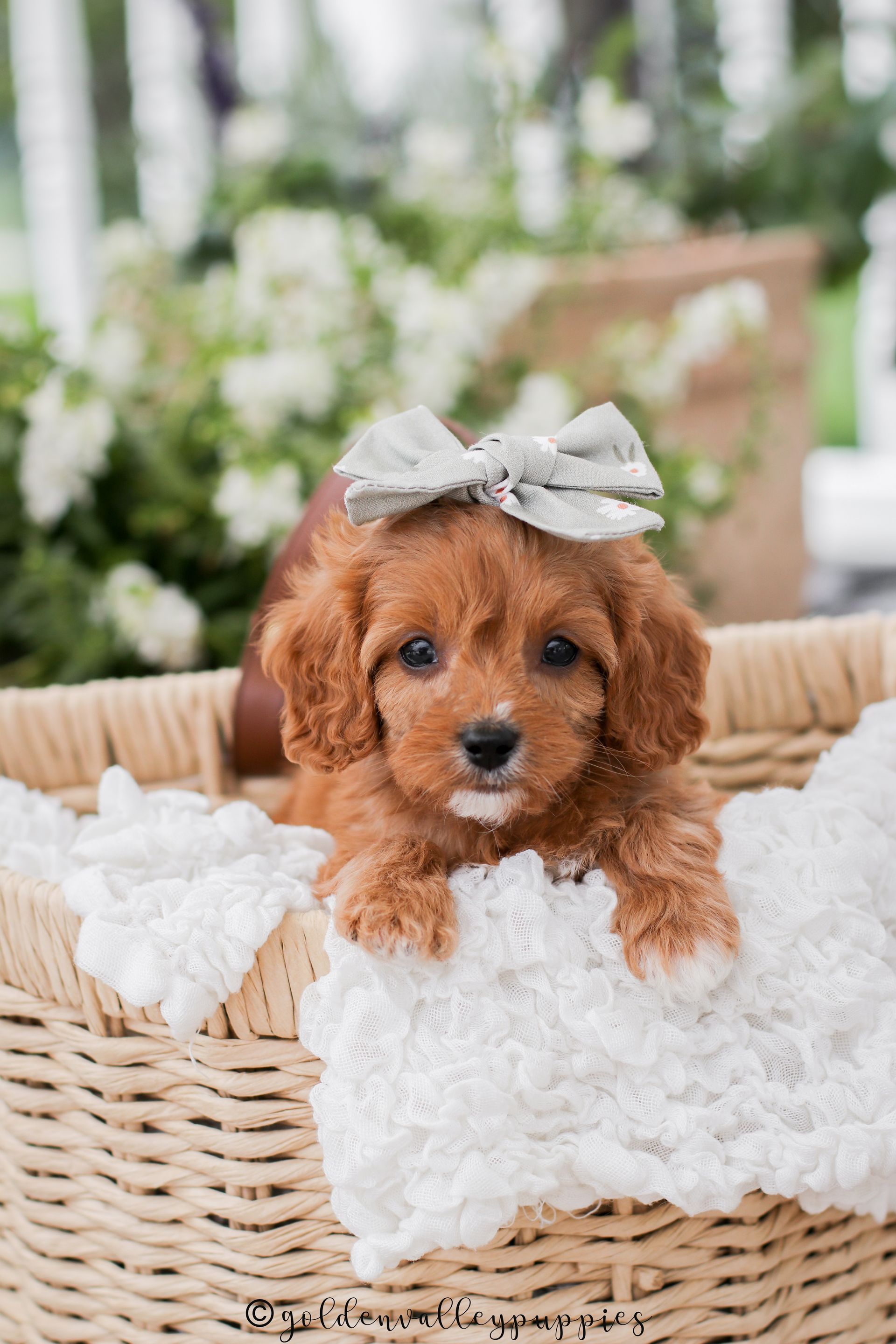 Cavapoo Puppies for sale, Cavapoo breeder, Cavapoo Puppy, Toy Cavapoo Puppies, Mini Cavapoo Puppies
