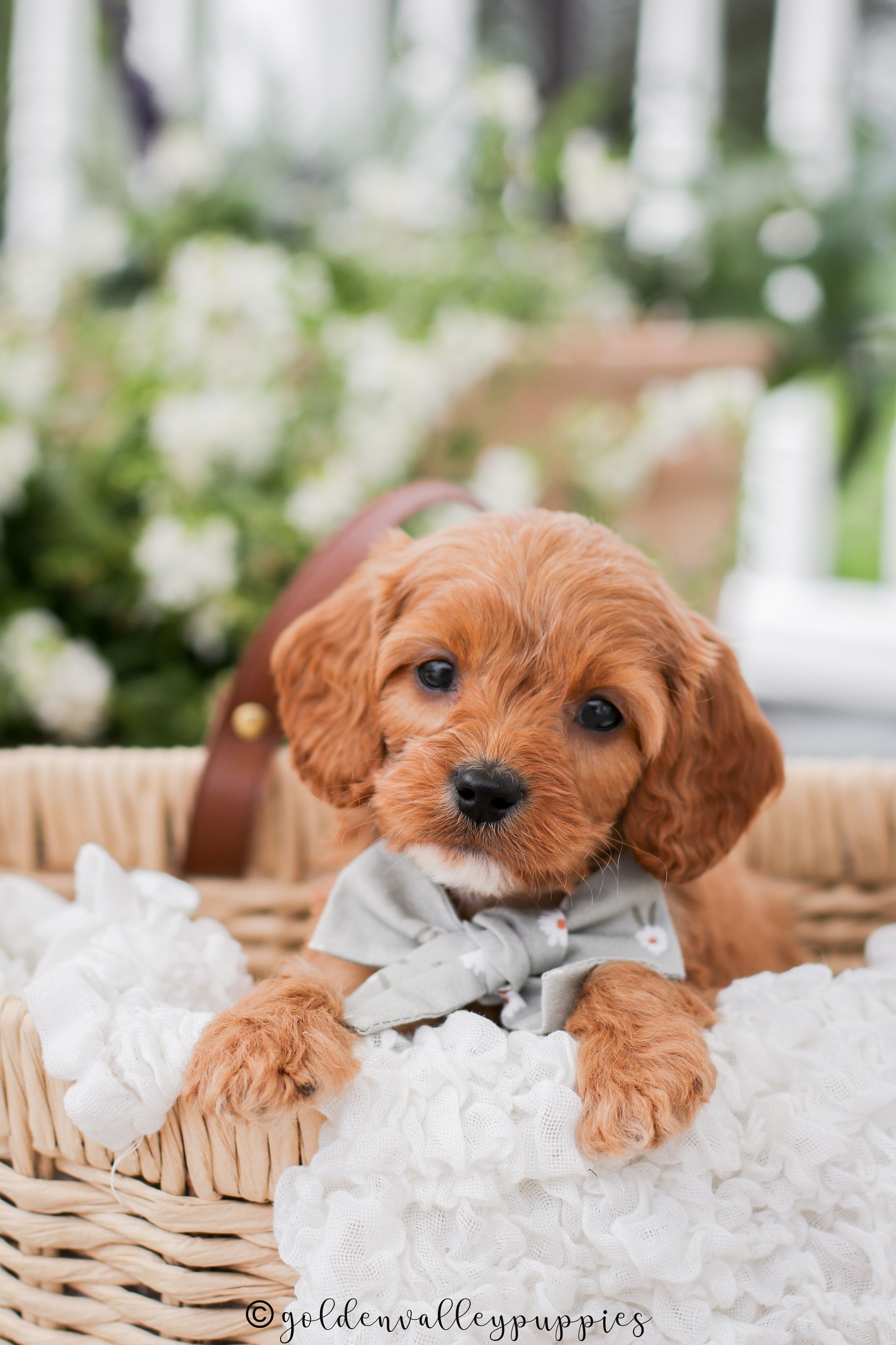 Golden Valley Cavapoo Puppy, cavapoo breeder