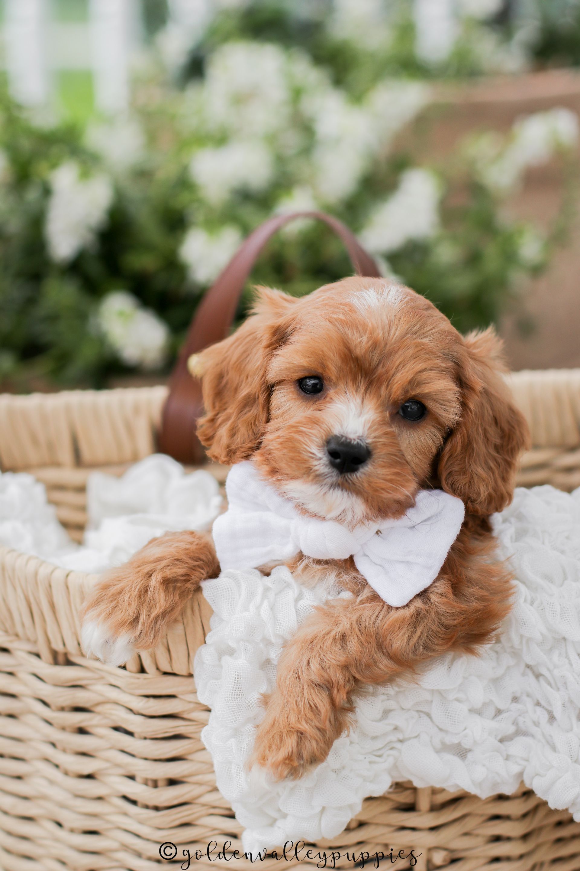 Cavapoo Puppies for sale, Cavapoo breeder, Cavapoo Puppy, Toy Cavapoo Puppies, Mini Cavapoo Puppies