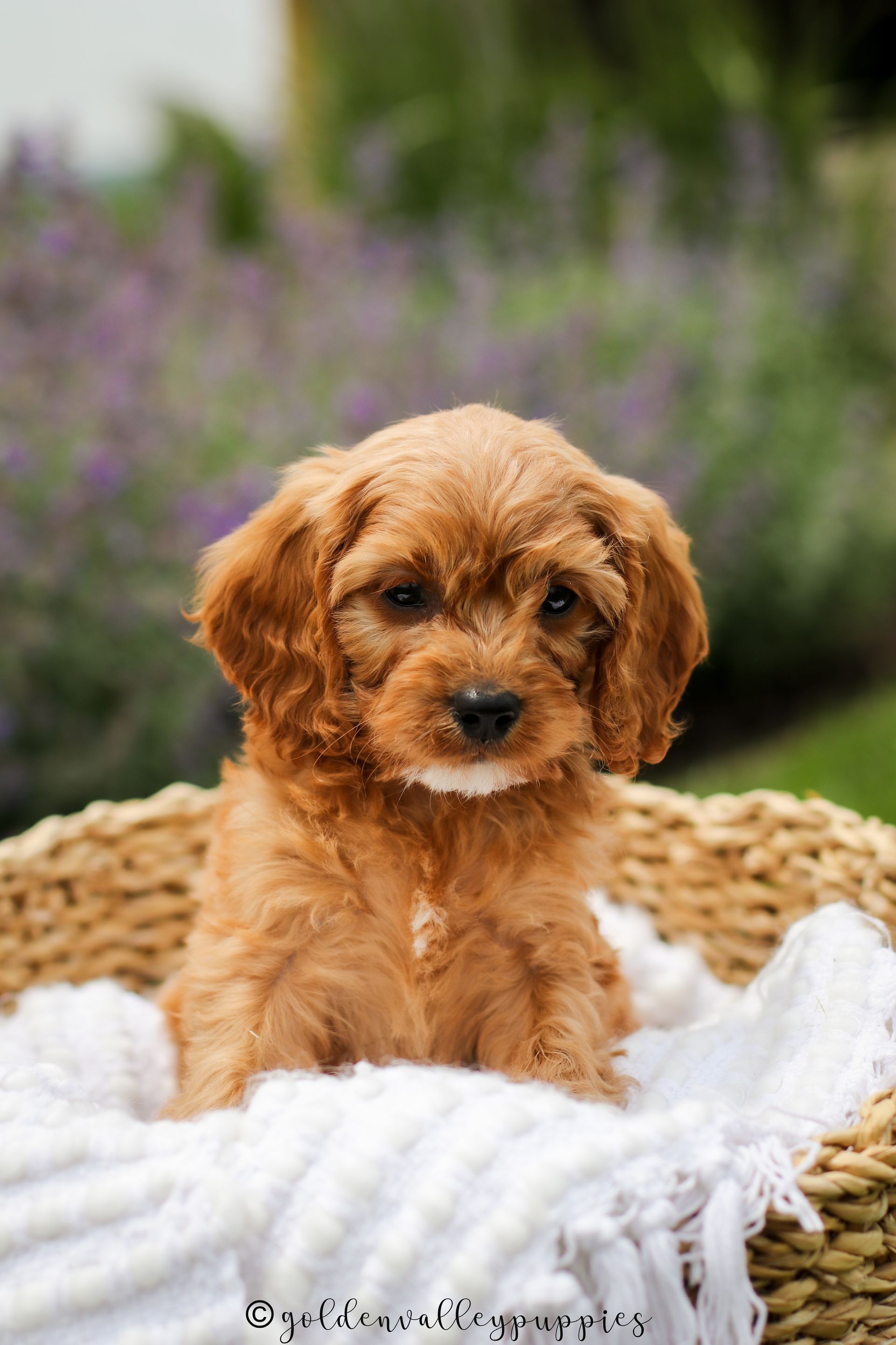 Cavapoo Puppies for sale, Cavapoo breeder, Cavapoo Puppy, Toy Cavapoo Puppies, Mini Cavapoo Puppies