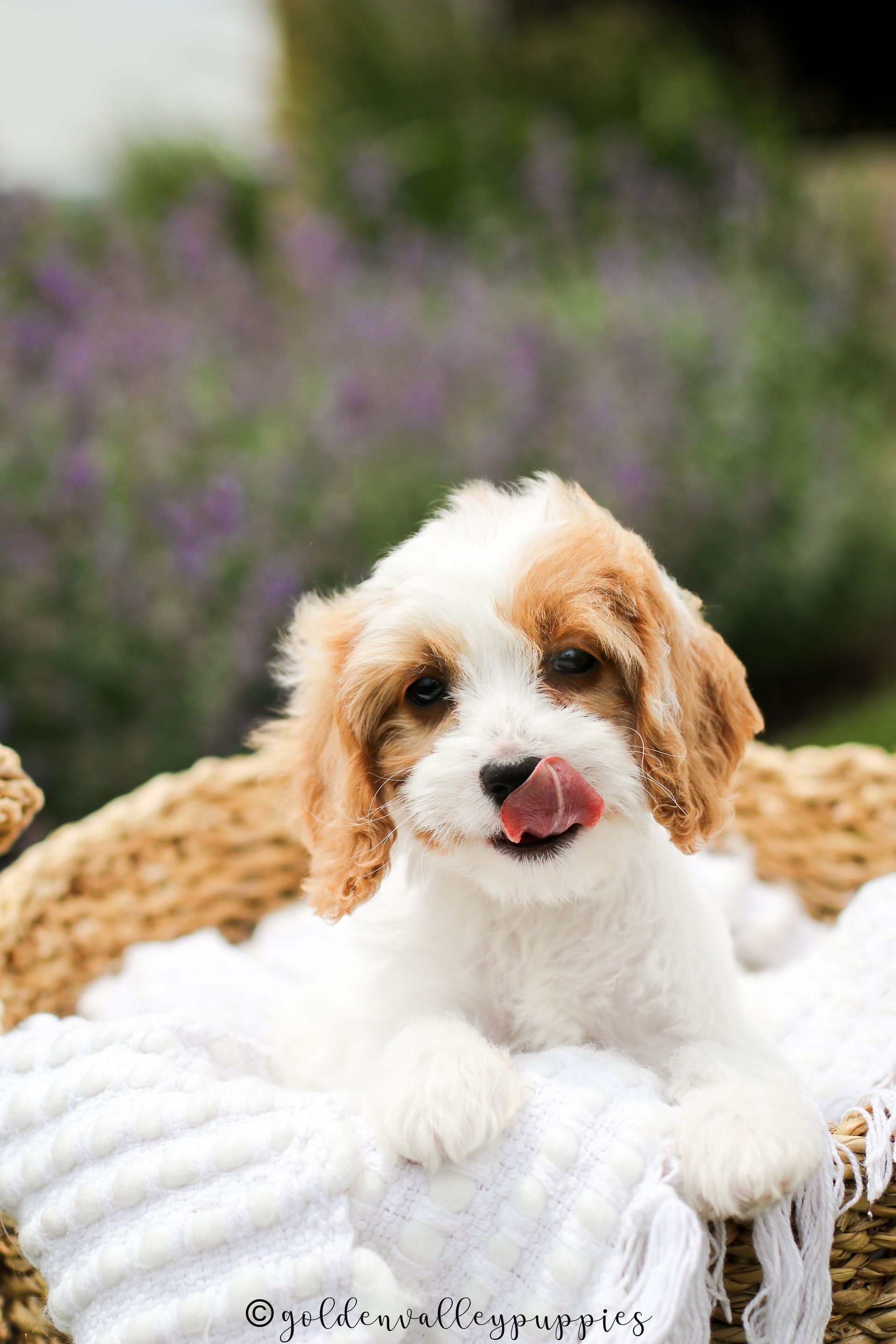 Cavapoo Puppies for sale, Cavapoo breeder, Cavapoo Puppy, Toy Cavapoo Puppies, Mini Cavapoo Puppies