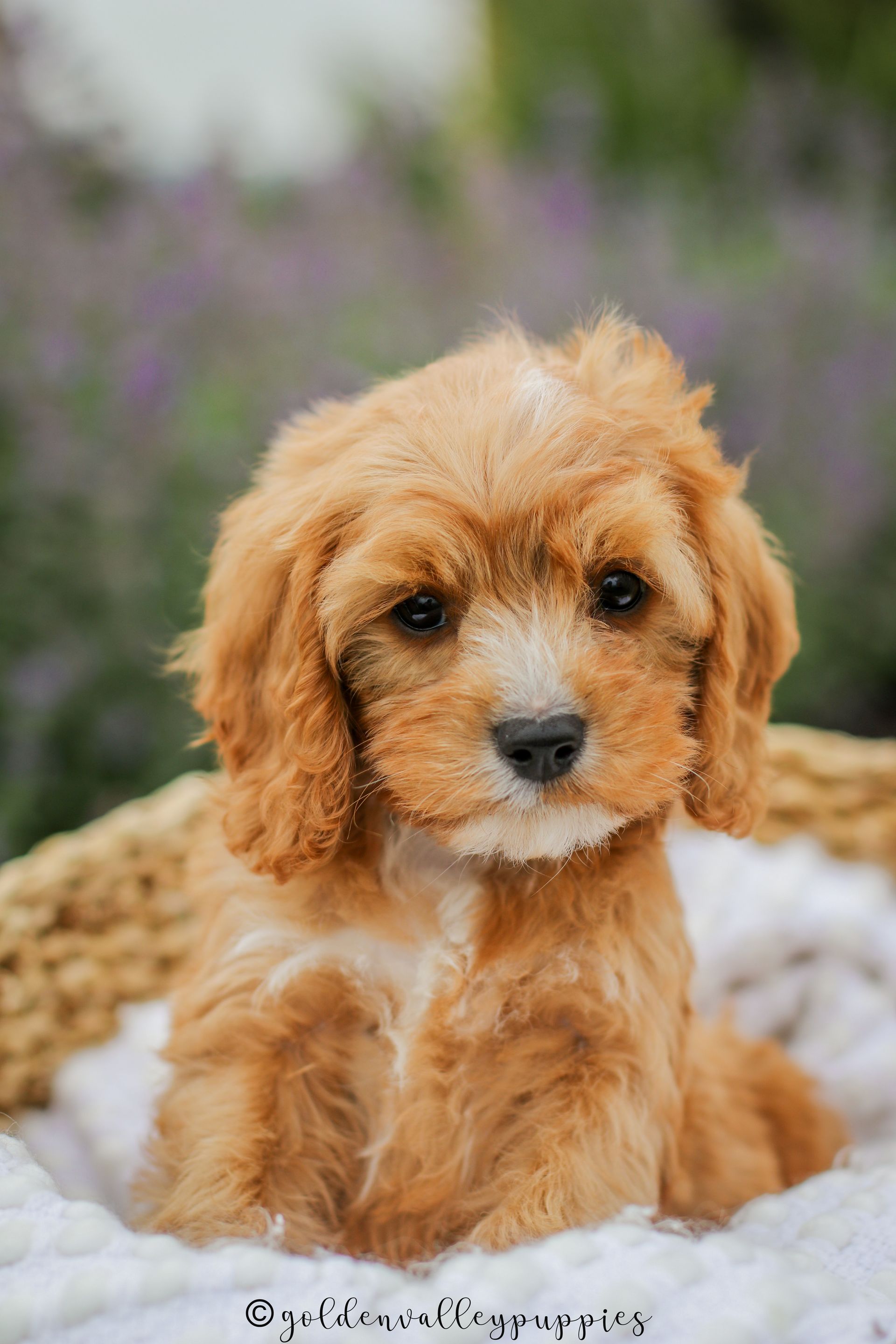 Cavapoo Puppies for sale, Cavapoo breeder, Cavapoo Puppy, Toy Cavapoo Puppies, Mini Cavapoo Puppies