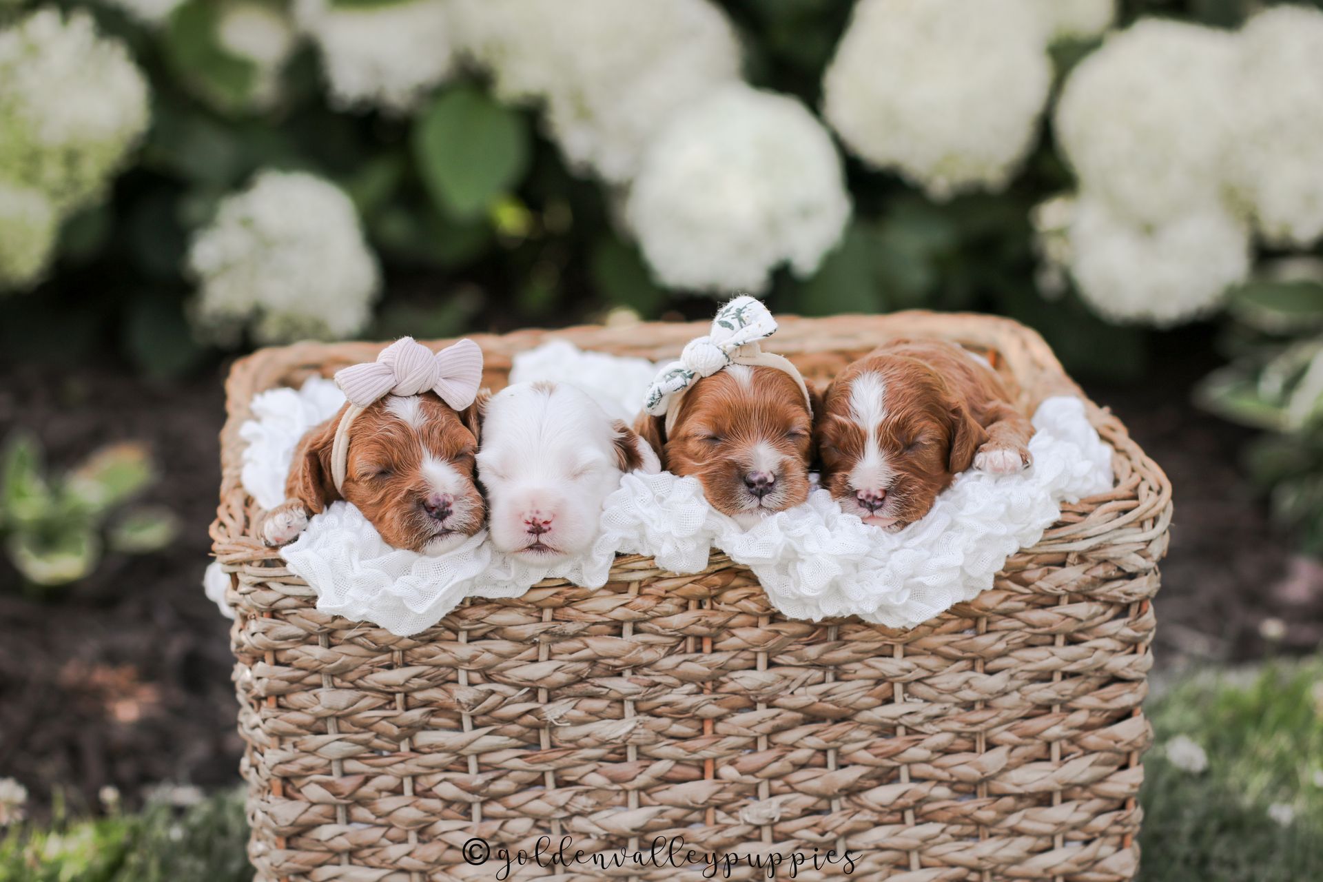 Cavapoo Puppies for sale, Cavapoo breeder, Cavapoo Puppy, Toy Cavapoo Puppies, Mini Cavapoo Puppies