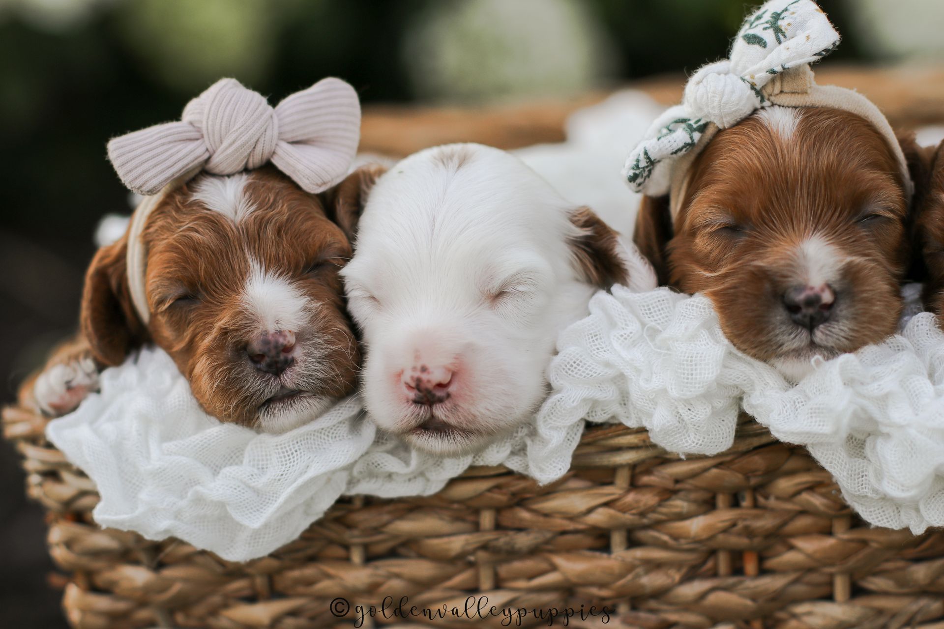 Cavapoo Puppies for sale, Cavapoo breeder, Cavapoo Puppy, Toy Cavapoo Puppies, Mini Cavapoo Puppies