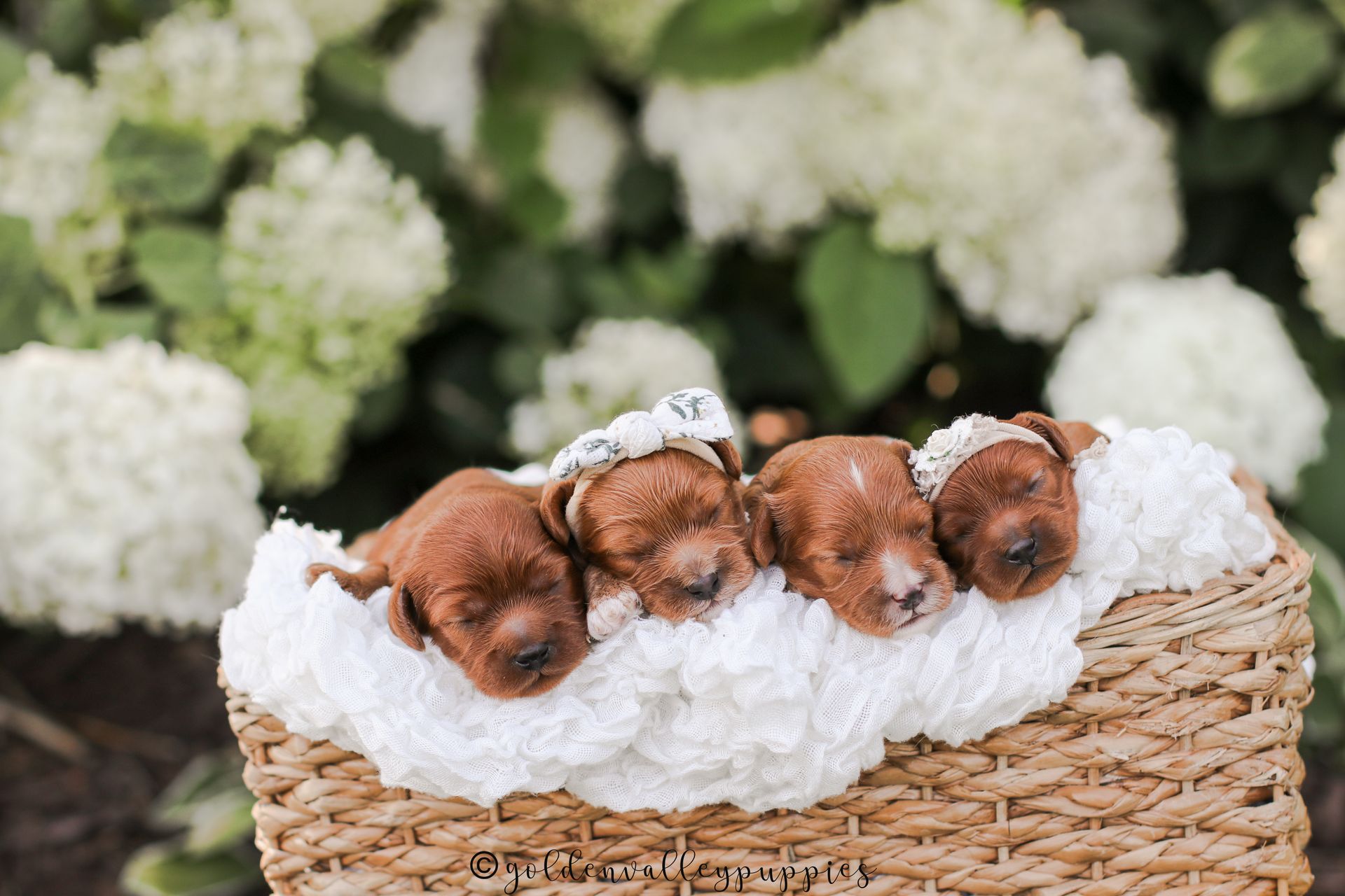 Four sleeping reddish-brown available cavapoo puppies in a wicker basket with white fluff, in front of white flowers.