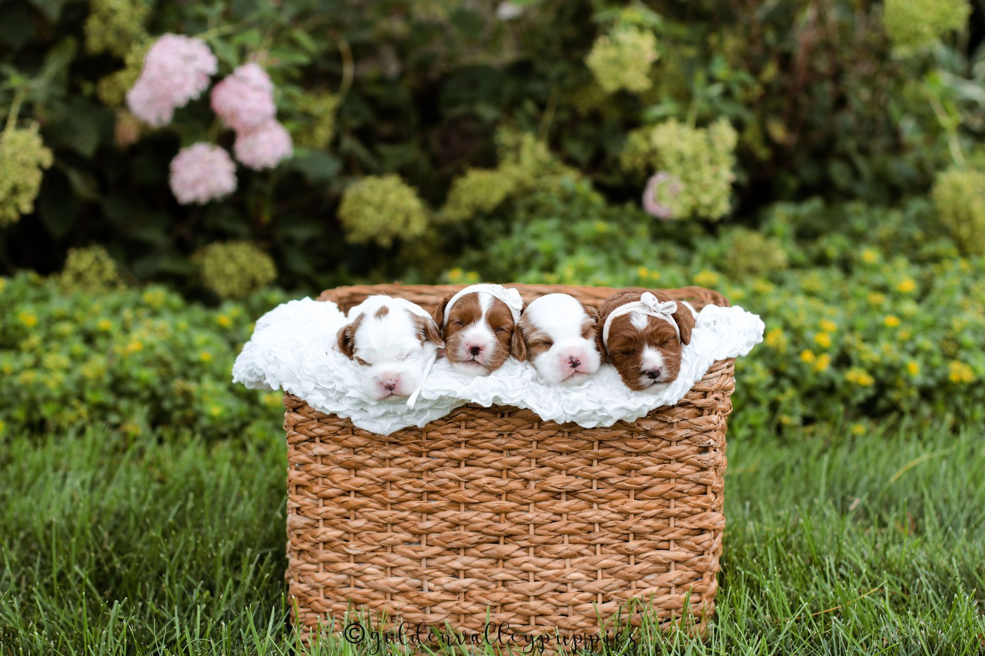 Cavapoo Puppies for sale, Cavapoo Breeder, Cavalier king Charles spaniel