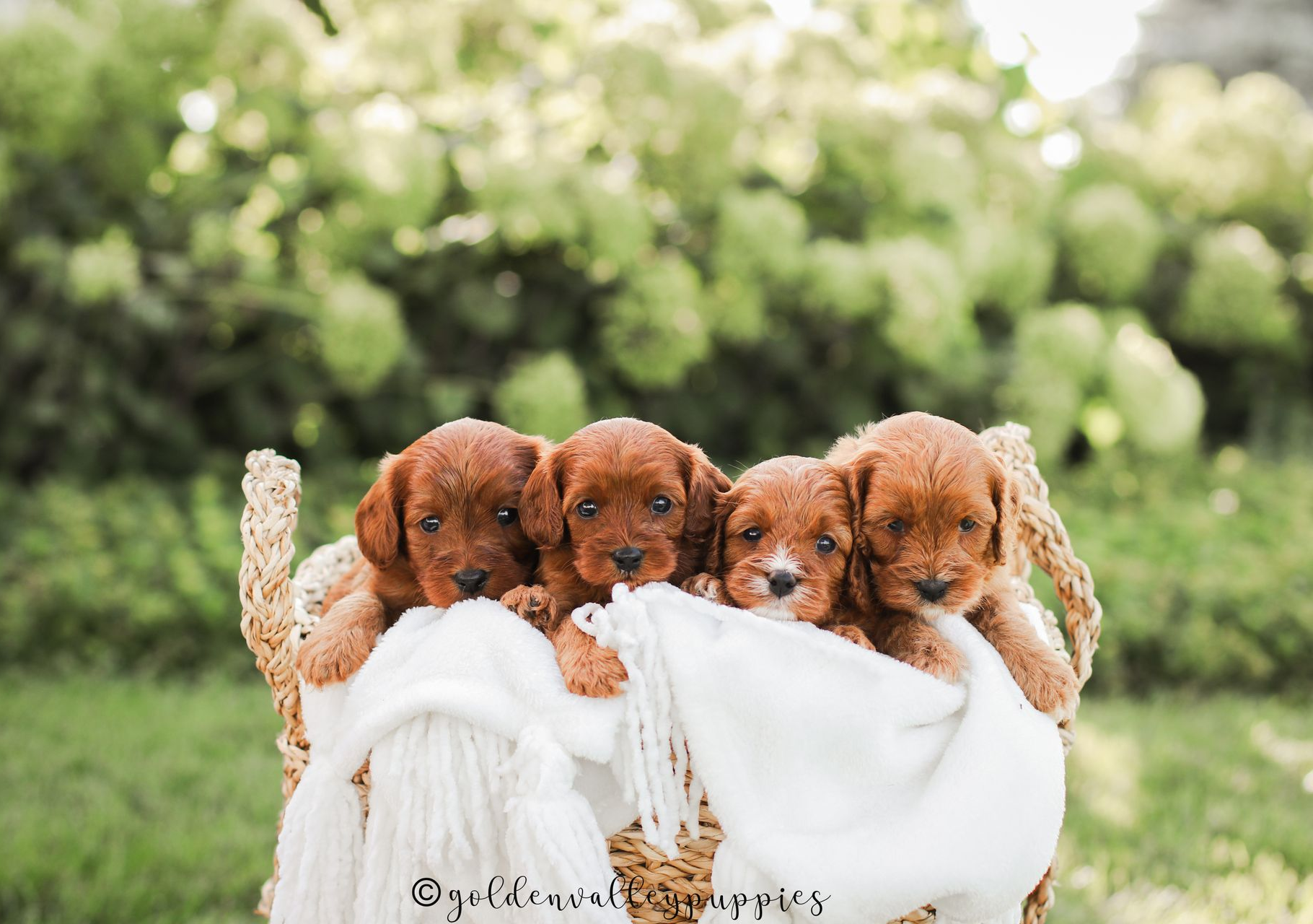 Available cavapoo puppy near me, Cavapoo breeder near me, Cavapoo Puppy for sale