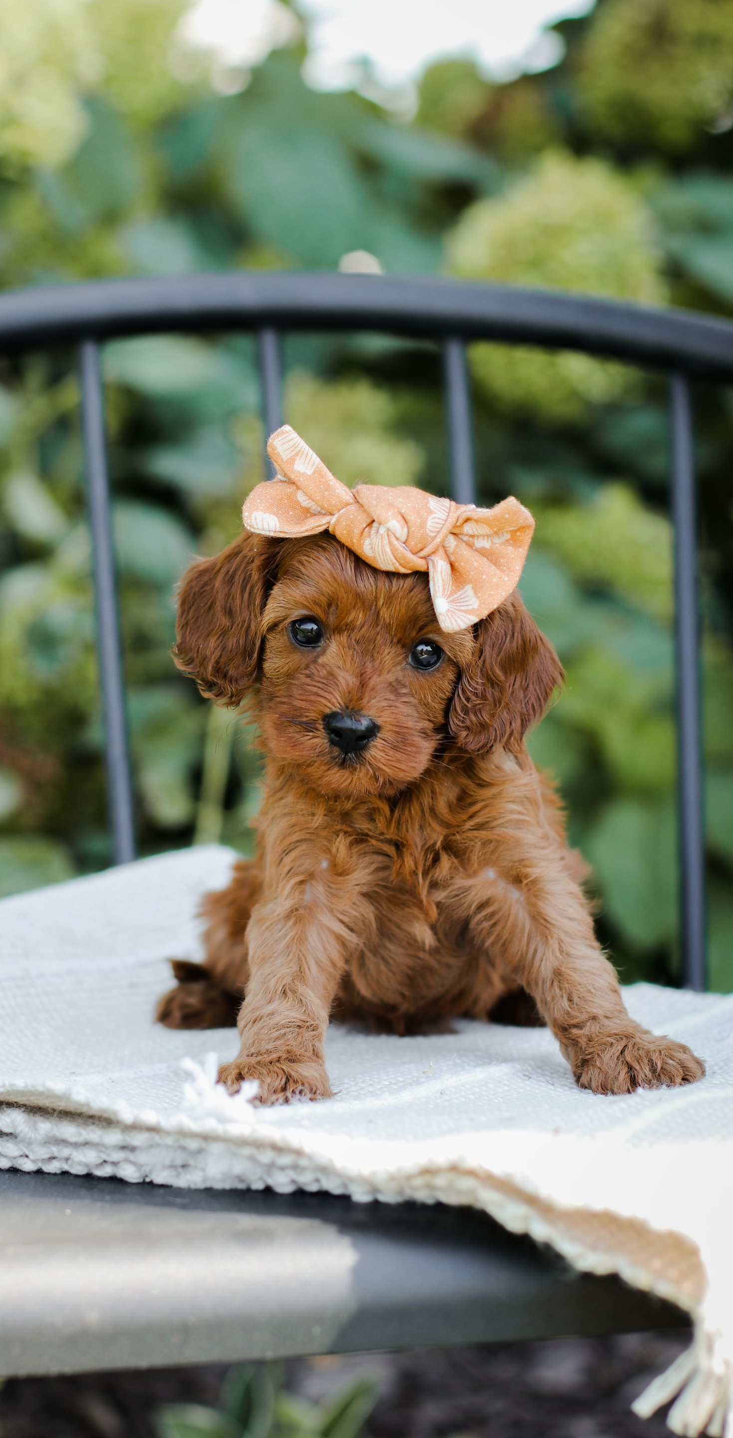 Cavapoo Puppy, Red Cavapoo, Cavapoo puppies for sale