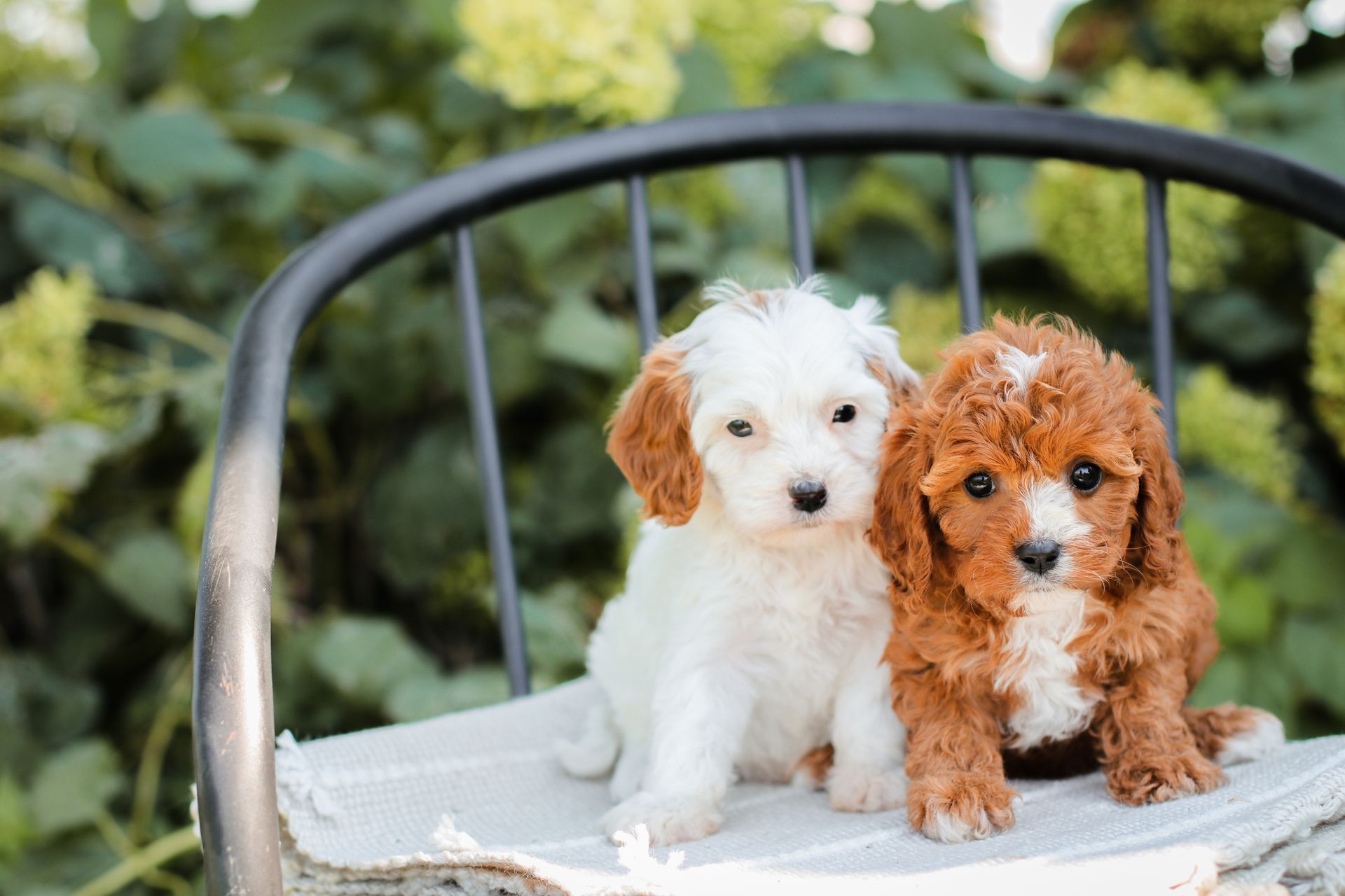 Cavapoo Puppies for sale, Cavapoo breeder, Cavapoo Puppy, Toy Cavapoo Puppies, Mini Cavapoo Puppies