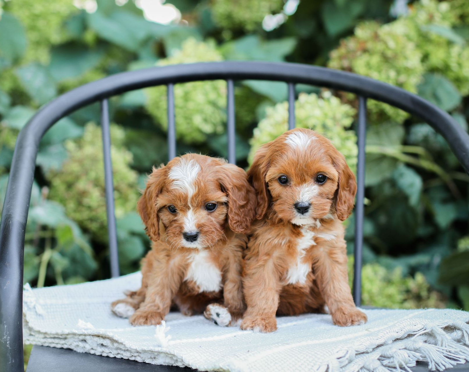 Cavapoo Breeder, cavapoo puppy, red cavapo puppy, puppies for sale