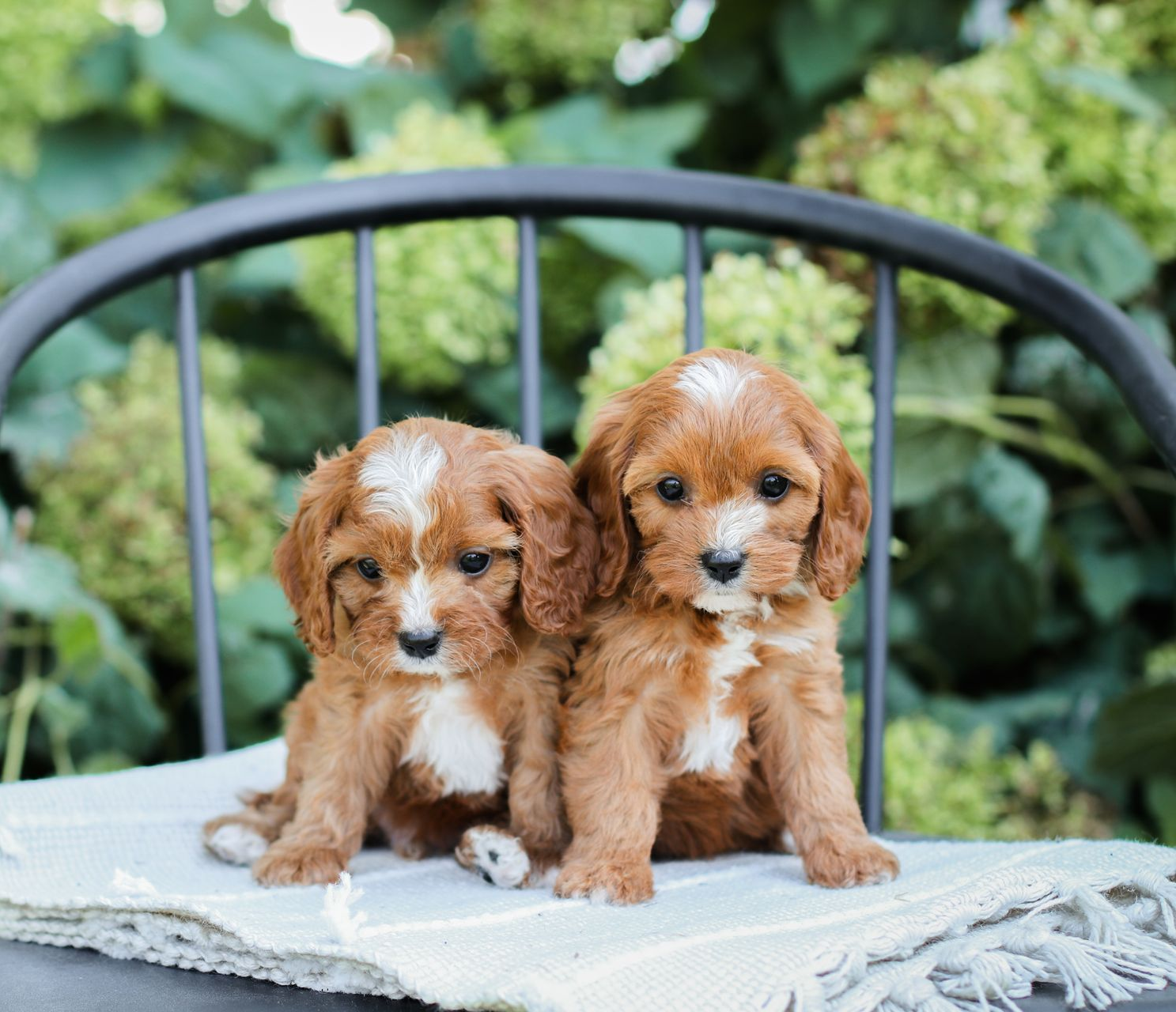 Golden Valley Cavapoo Puppy, cavapoo breeder