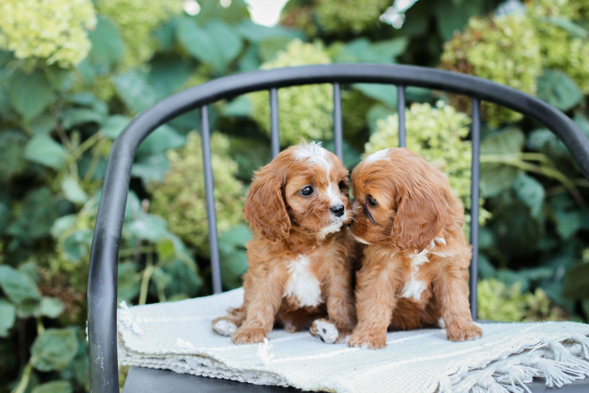 Cavapoo Puppies for sale, Cavapoo breeder, Cavapoo Puppy, Toy Cavapoo Puppies, Mini Cavapoo Puppies