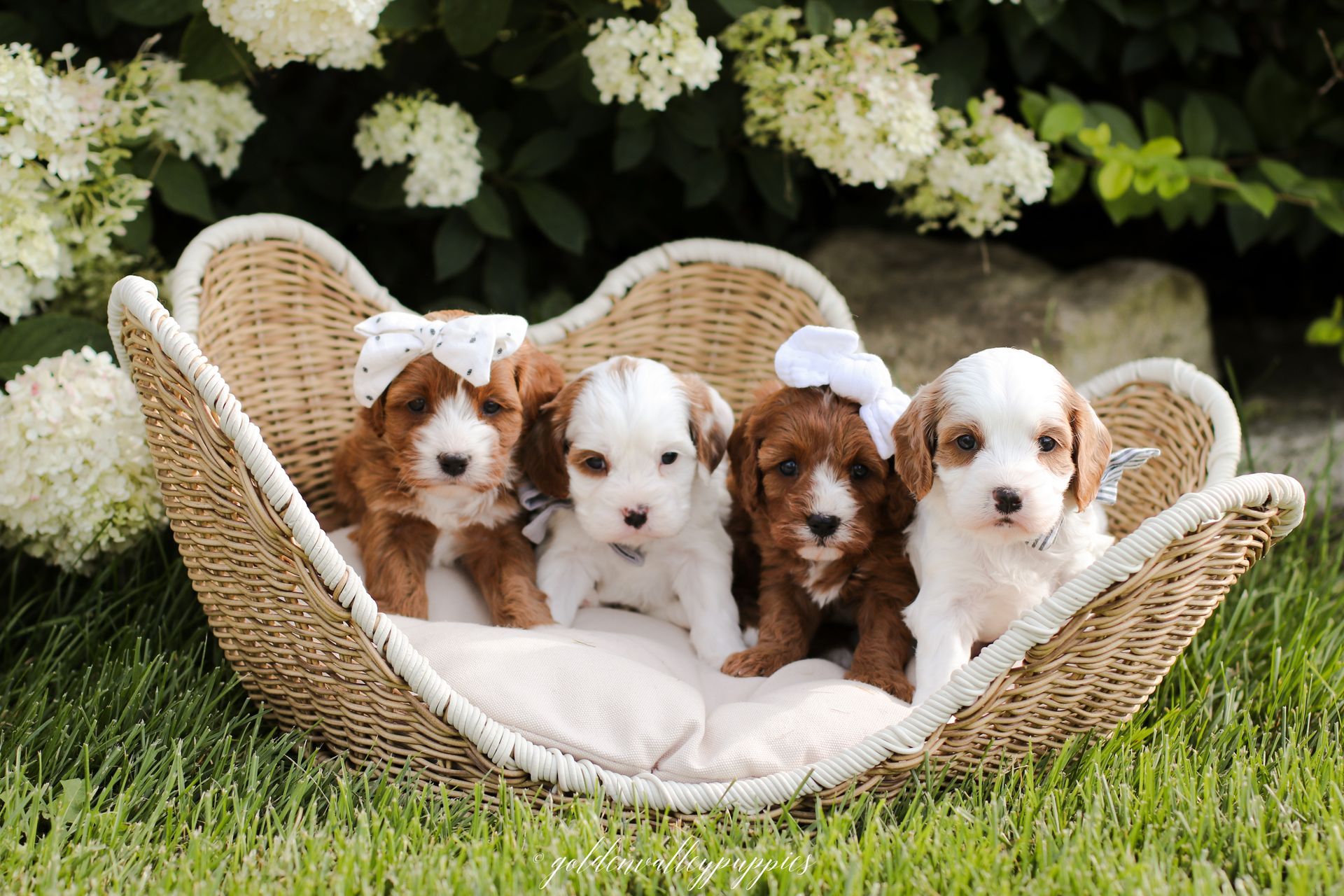 Four fluffy Available Cavapoo puppies with bows sit in a woven basket outdoors, surrounded by greenery and flowers.