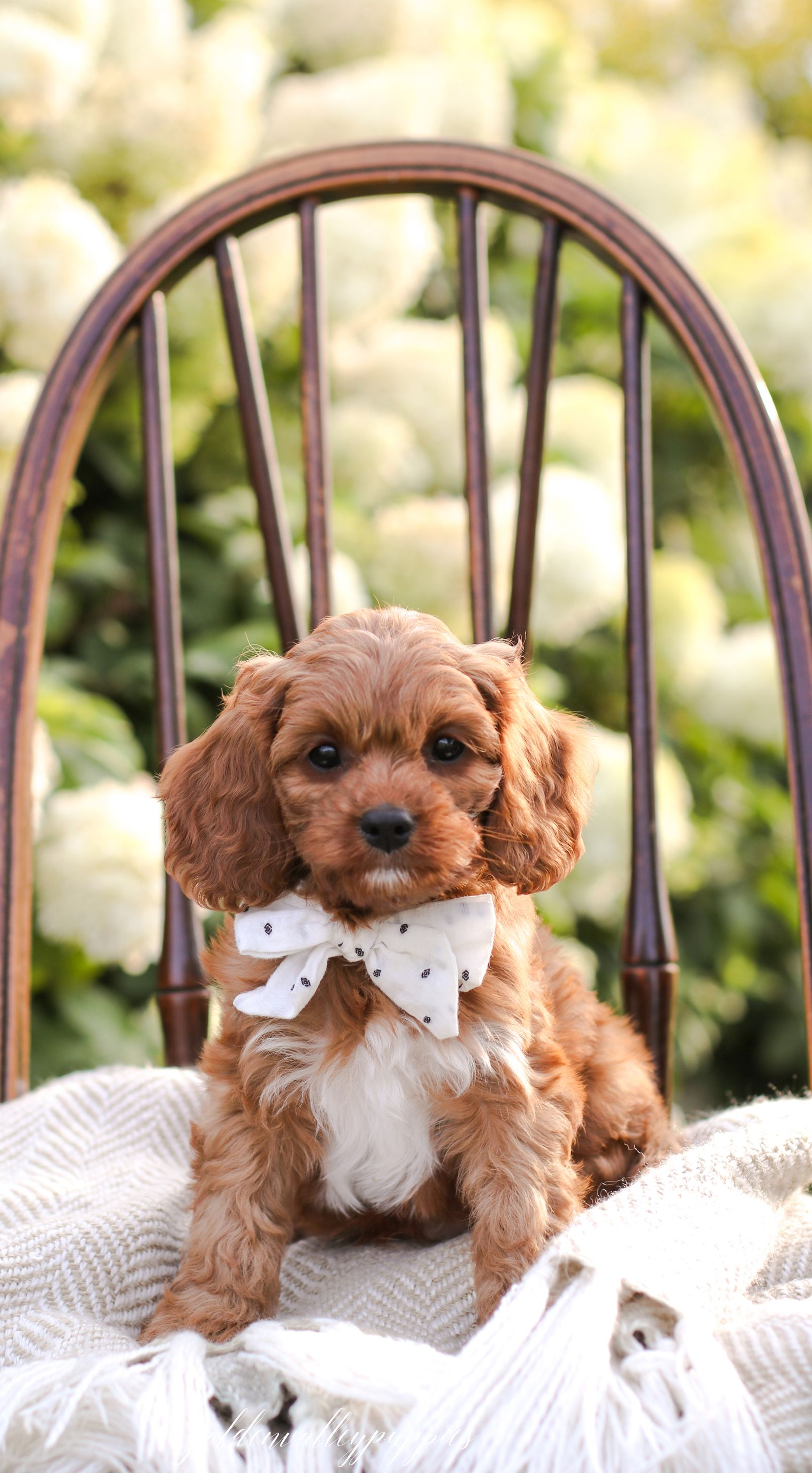 baby cavapoo puppies, brown puppy, Cavapoo pupies for sale