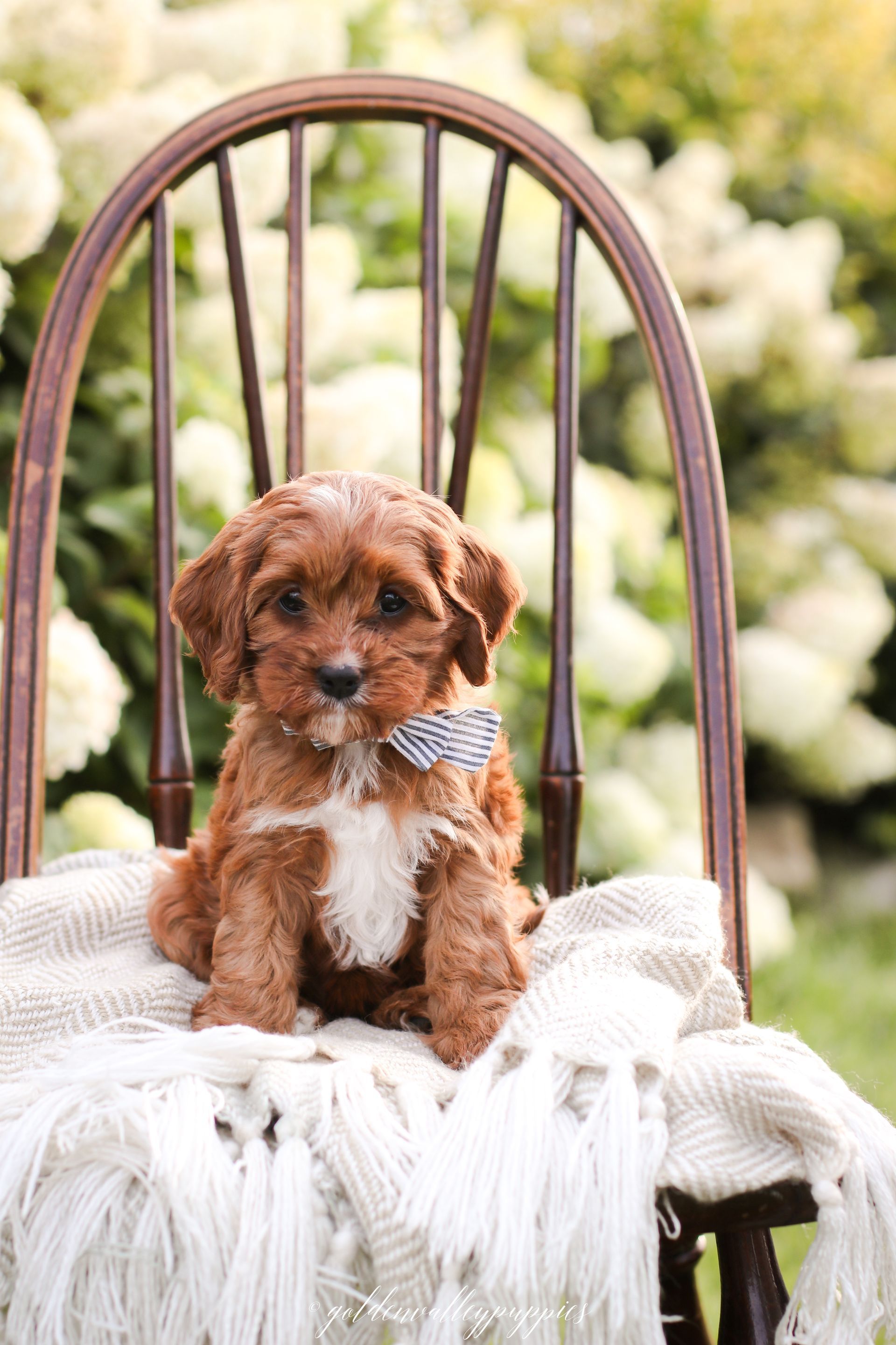 Cavapoo Puppies for sale, Cavapoo breeder, Cavapoo Puppy, Toy Cavapoo Puppies, Mini Cavapoo Puppies