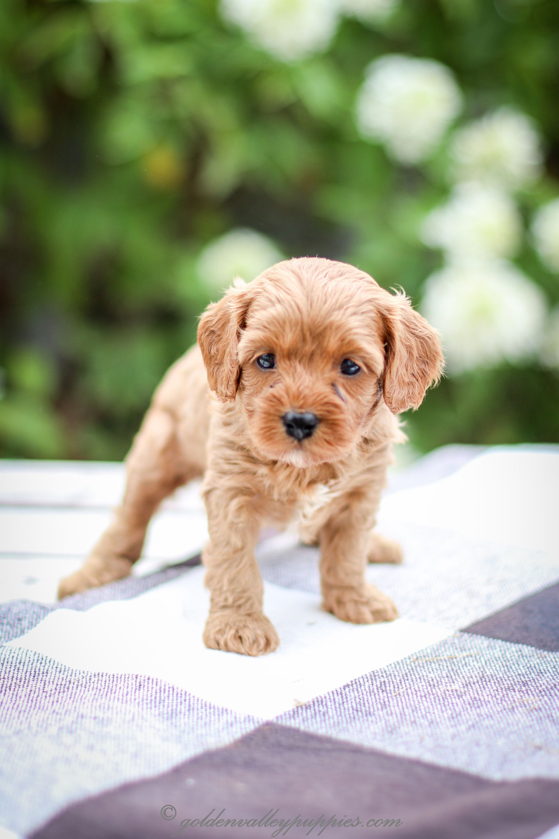 Cavapoo Puppies for sale, Cavapoo breeder, Cavapoo Puppy, Toy Cavapoo Puppies, Mini Cavapoo Puppies