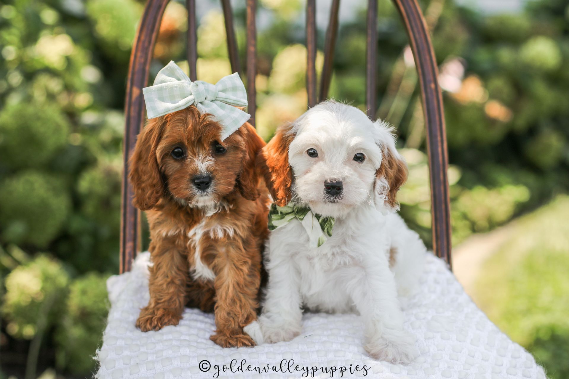 Cavapoo Puppies for sale, Cavapoo breeder, Cavapoo Puppy, Toy Cavapoo Puppies, Mini Cavapoo Puppies