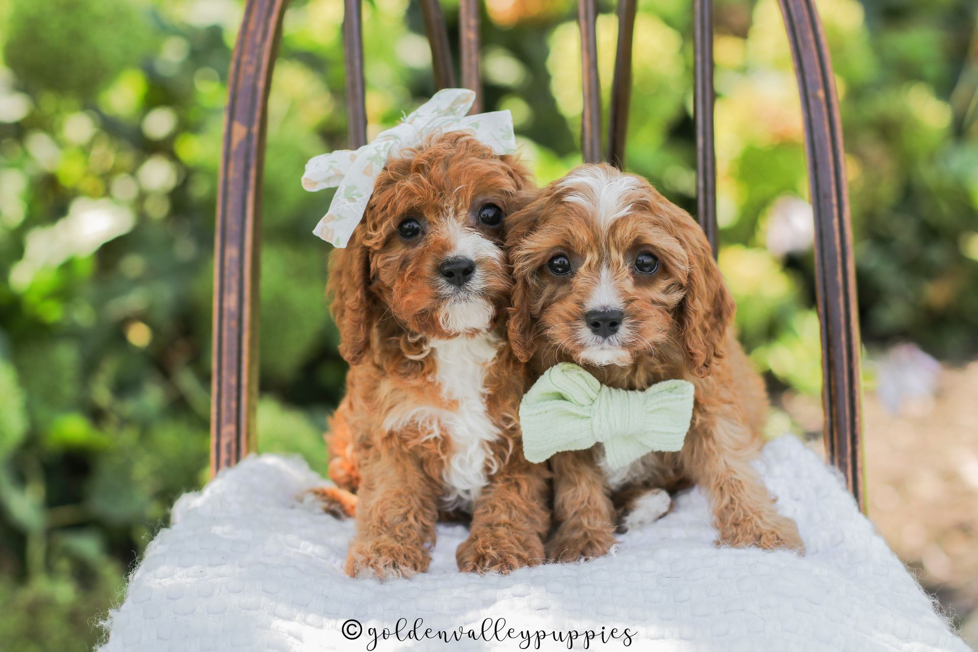 Cavapoo Puppies for sale, Cavapoo breeder, Cavapoo Puppy, Toy Cavapoo Puppies, Mini Cavapoo Puppies