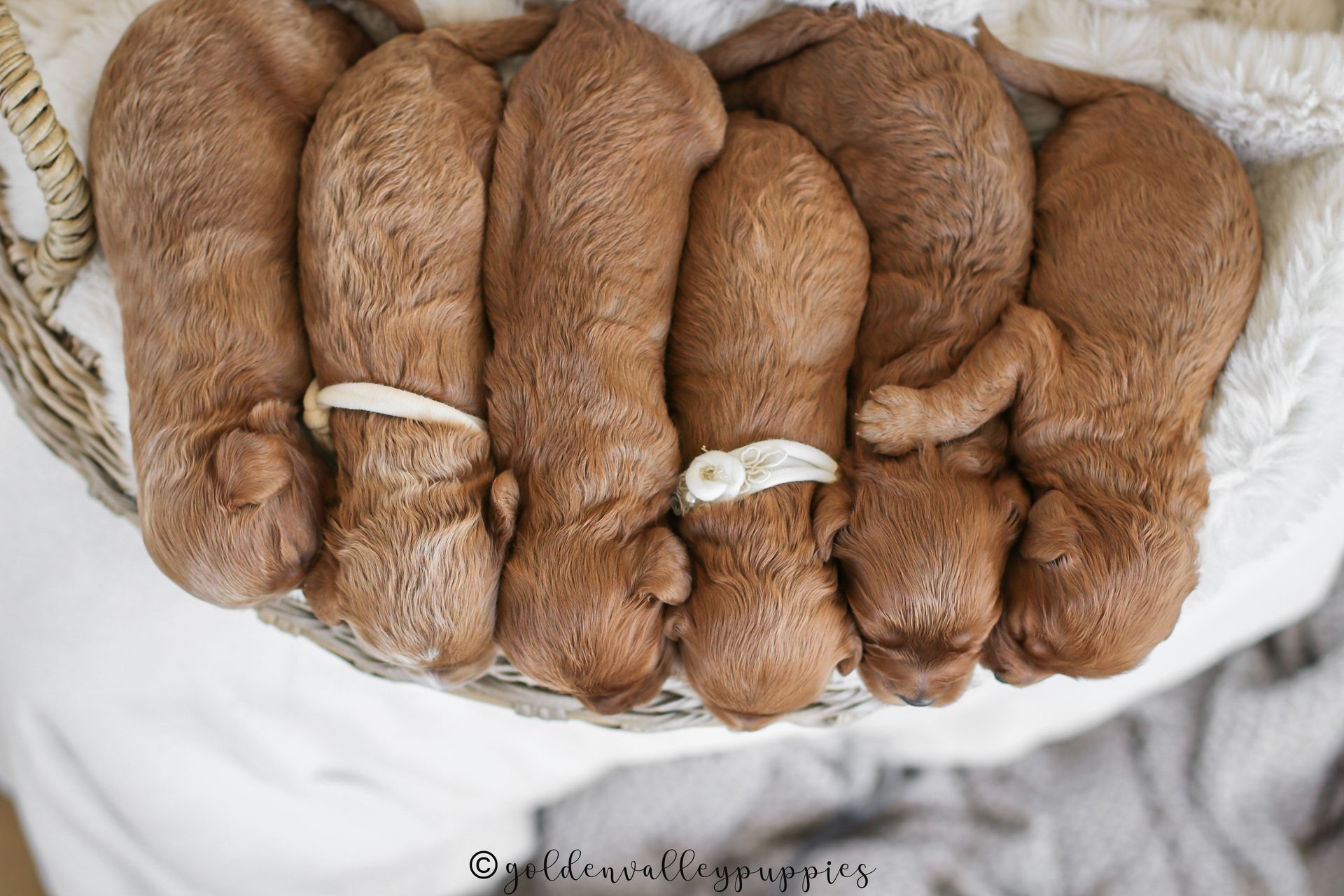 Cavapoo Puppies for sale, Cavapoo Breeder, Cavalier king Charles spaniel