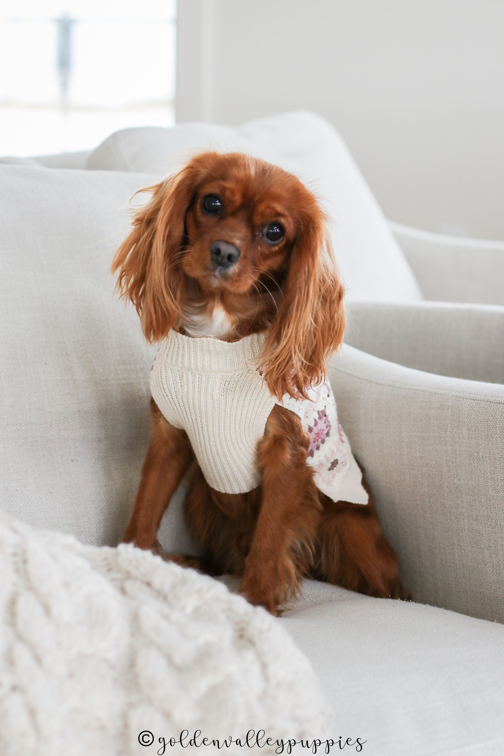 Cavapoo Litter, Cavapo puppy, Cavapoo Puppies near me
