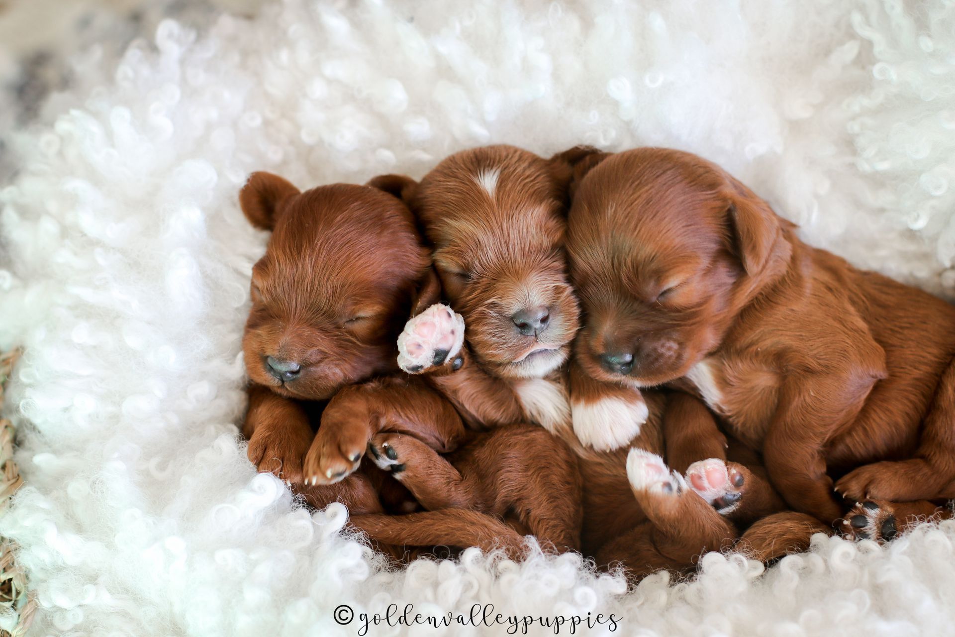 Cavapoo Puppies for sale, Cavapoo Breeder, Cavalier king Charles spaniel