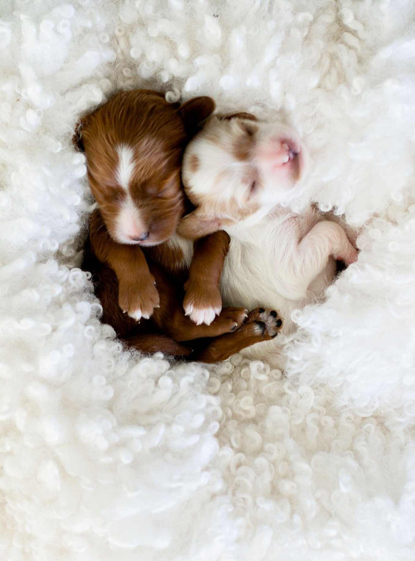 Cavapoo Puppies for sale, Cavapoo Breeder, Cavalier king Charles spaniel